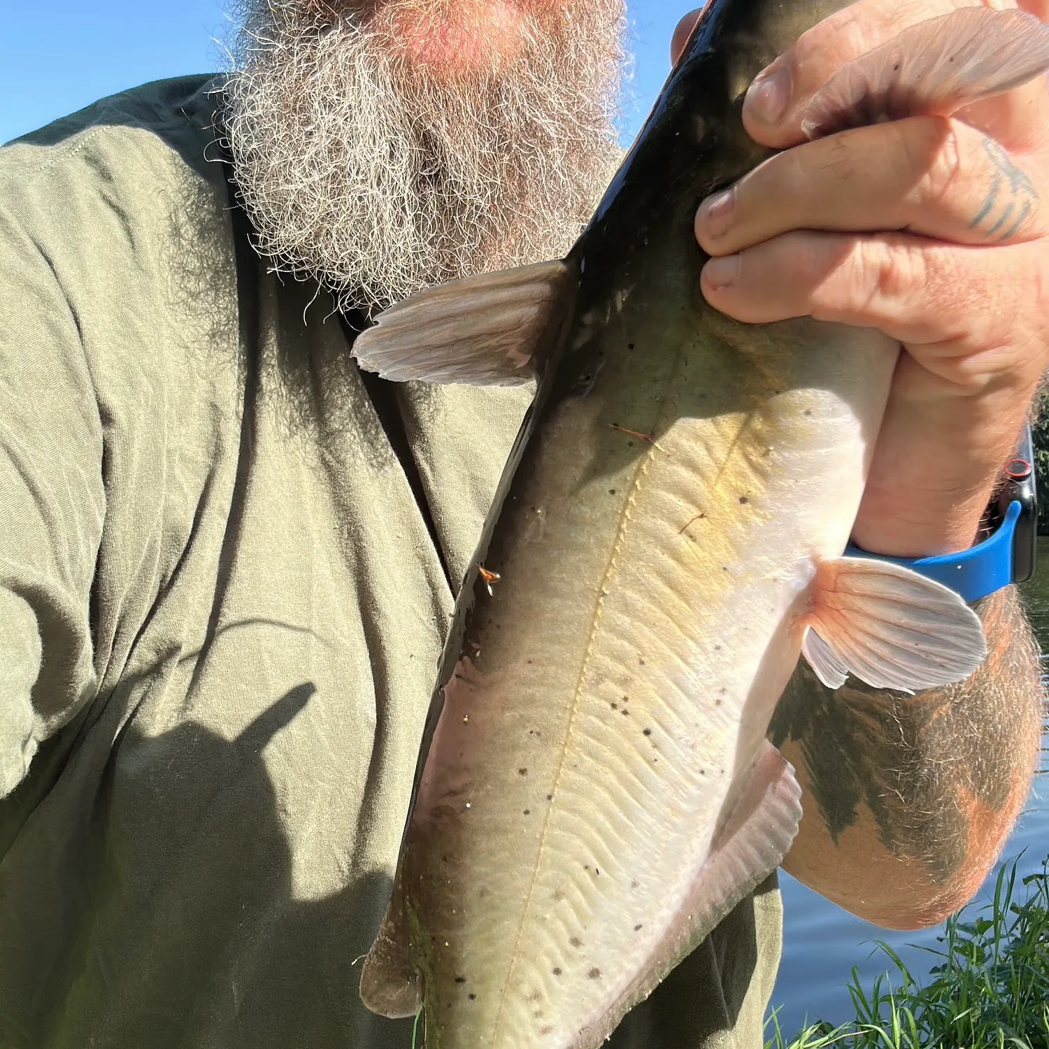 Channel catfish caught on Fishbrain