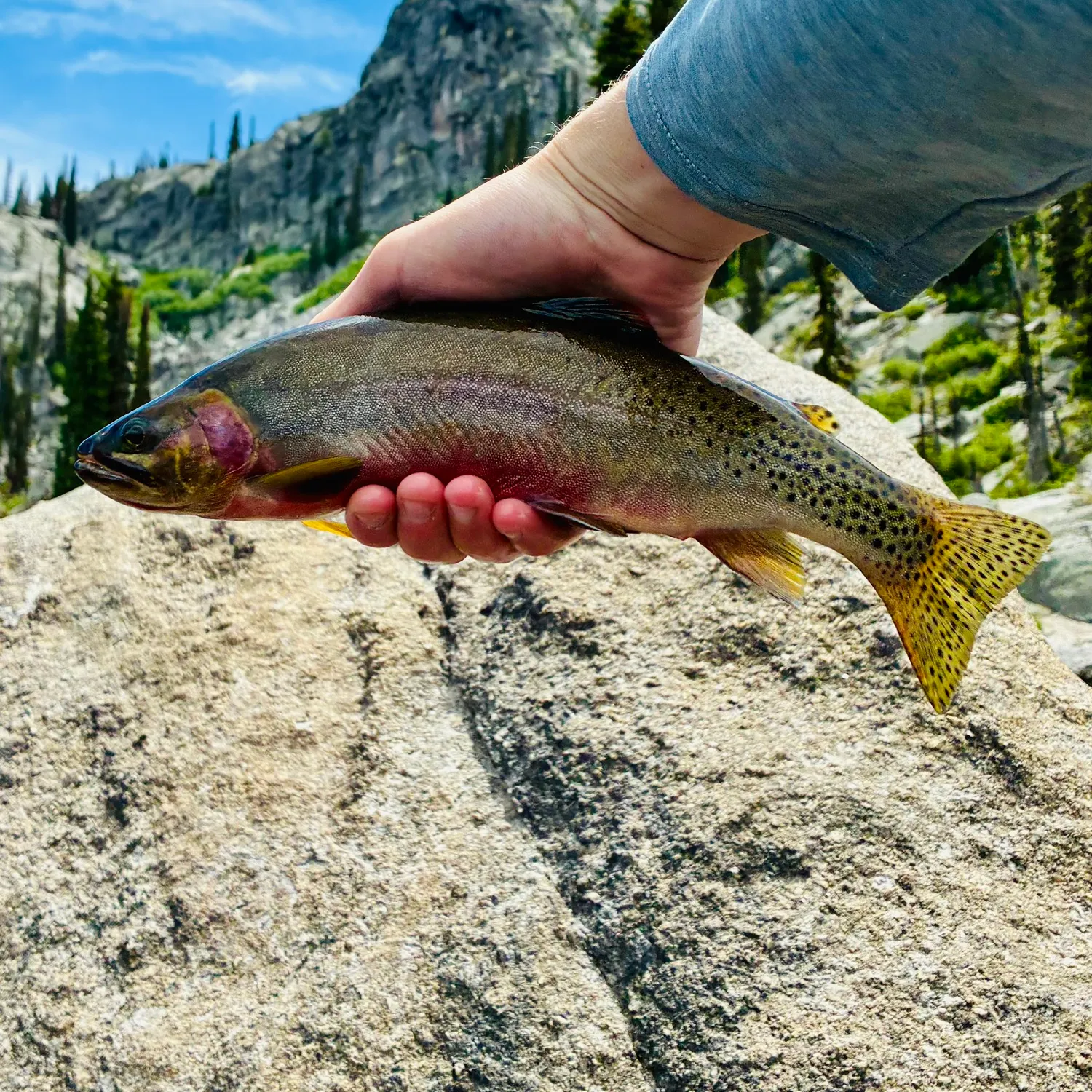 The most recent Westlope cutthroat trout catches on Fishbrain