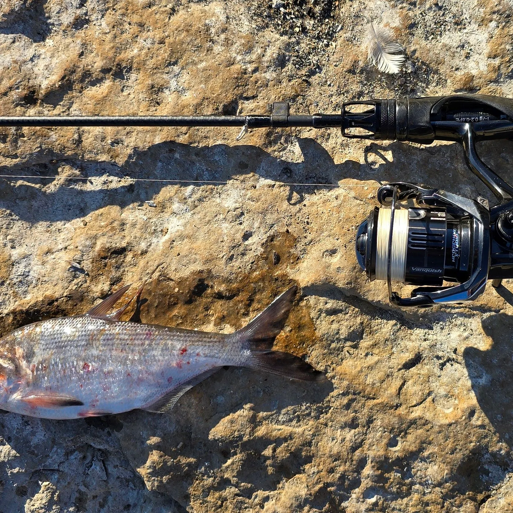 The most recent Threadfin shad catches on Fishbrain