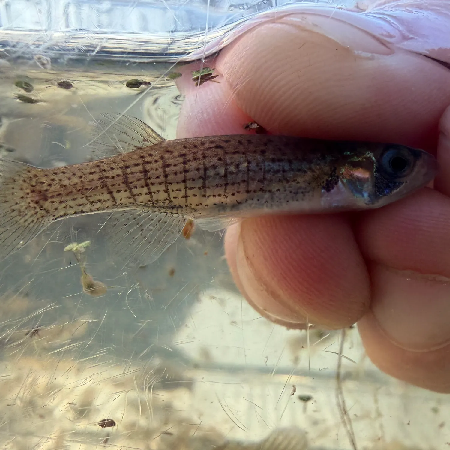 The most recent Western starhead topminnow catches on Fishbrain