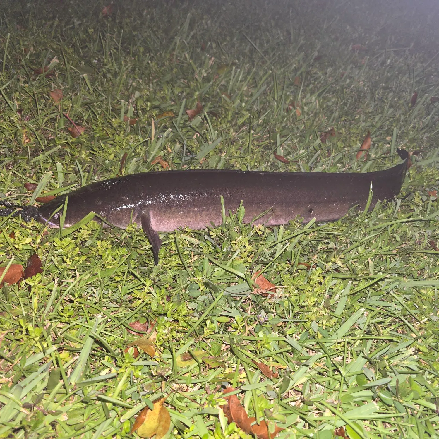 Goldline snakehead caught on Fishbrain