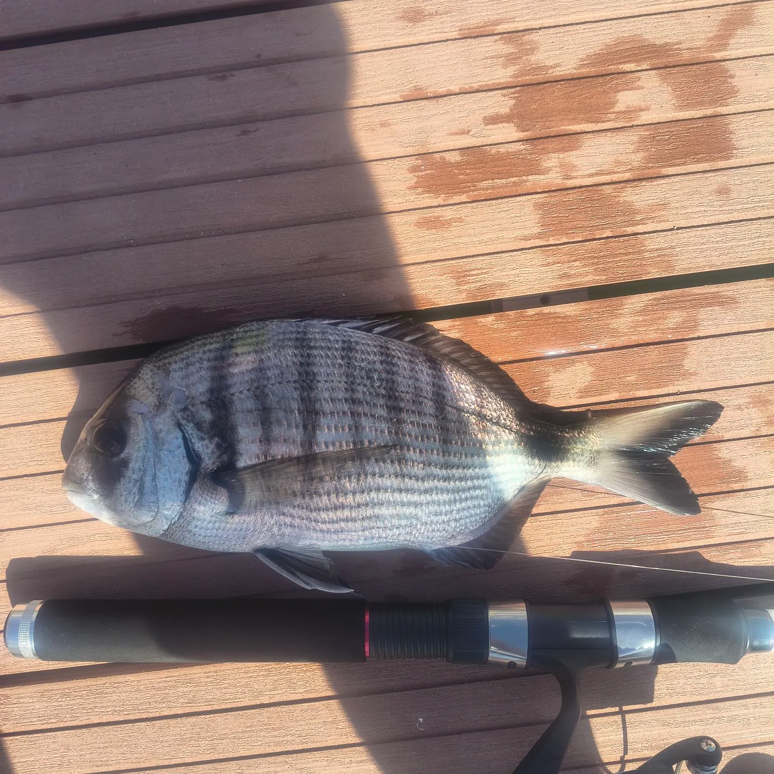 The most recent White seabream catches on Fishbrain