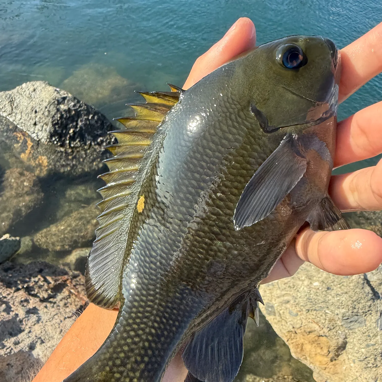 The most recent Opaleye catches on Fishbrain