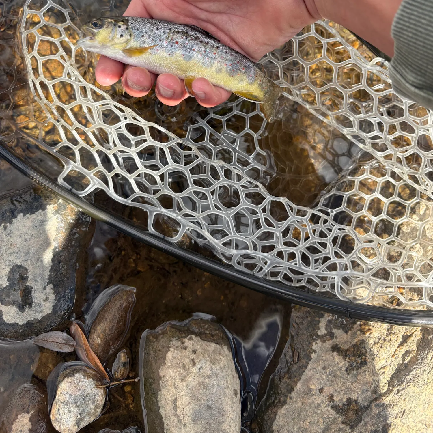 Brown trout caught on Fishbrain