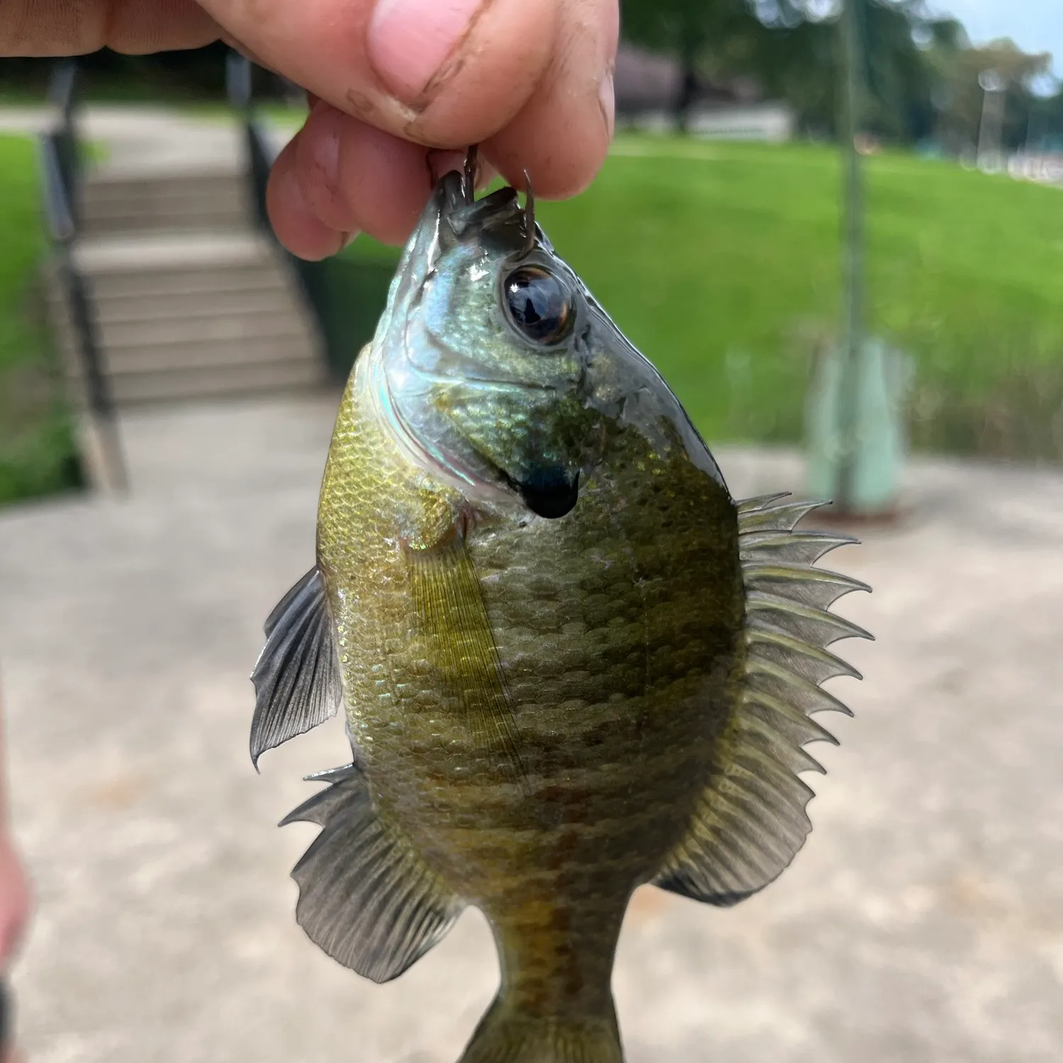 catch