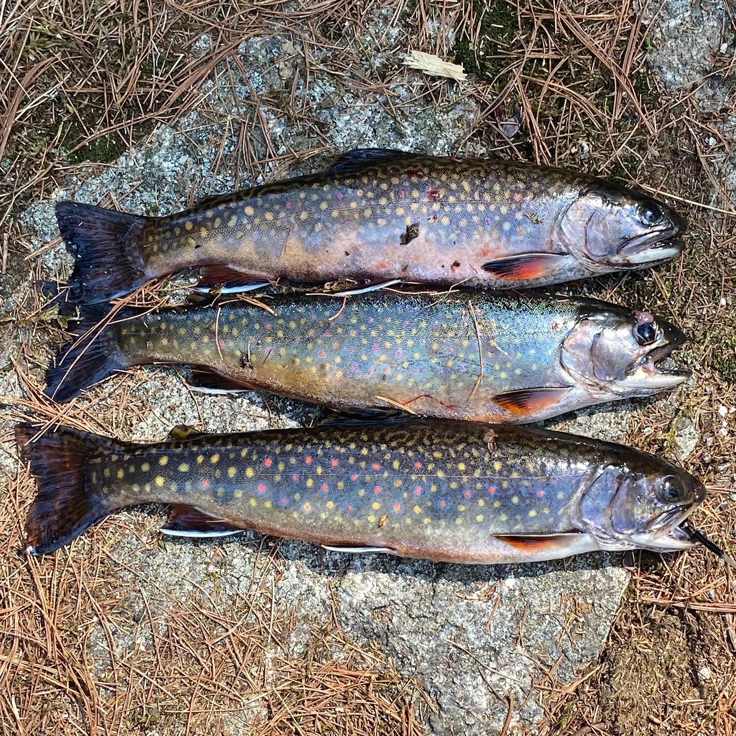 recently logged catches