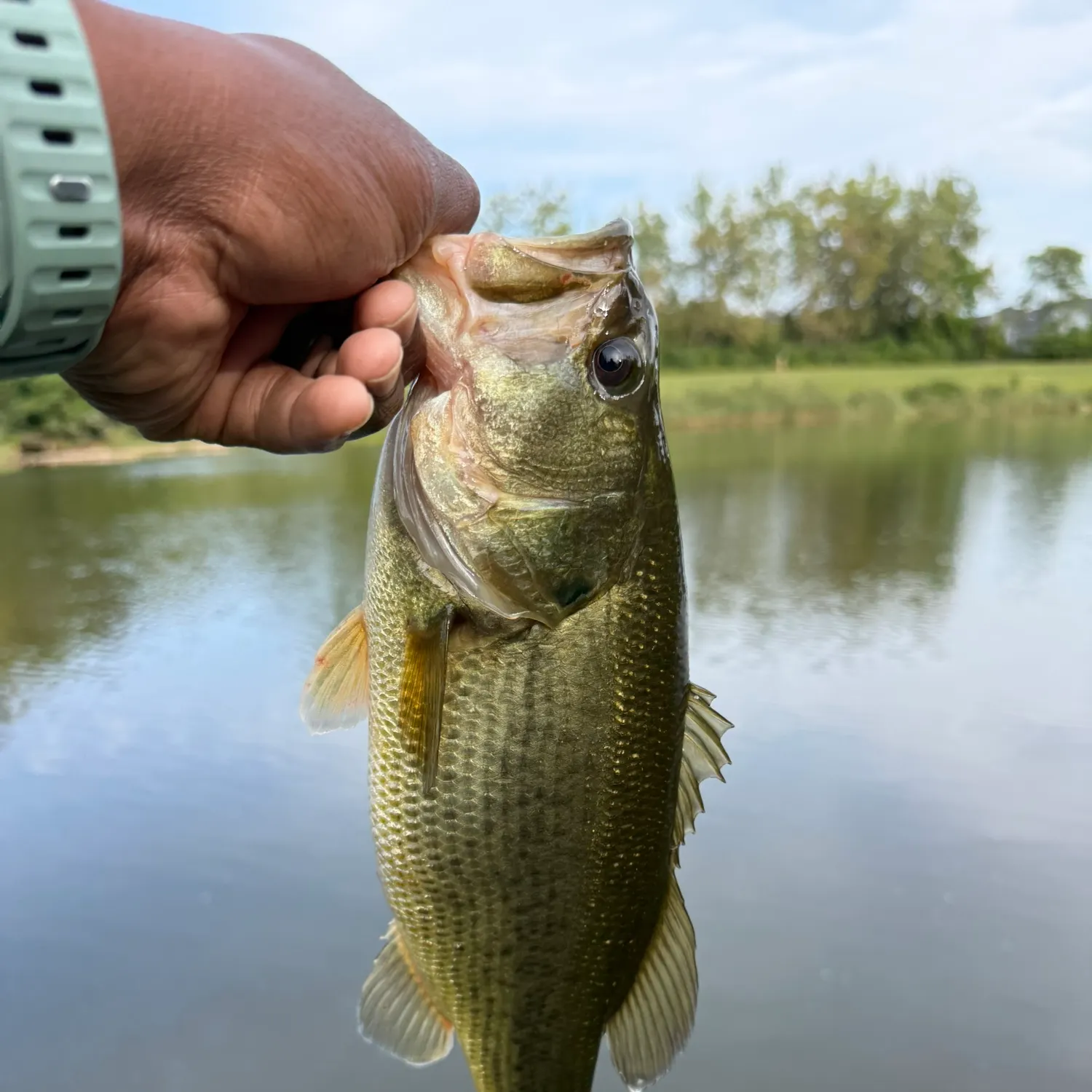 Largemouth bass caught on Fishbrain