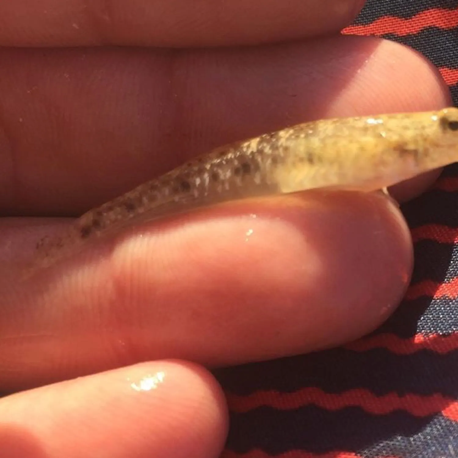 The most recent Sharp-nosed sand goby catches on Fishbrain