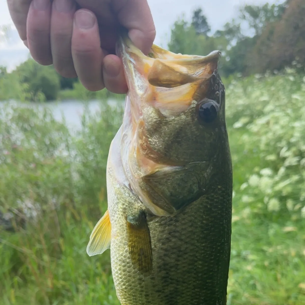 Largemouth bass caught on Fishbrain