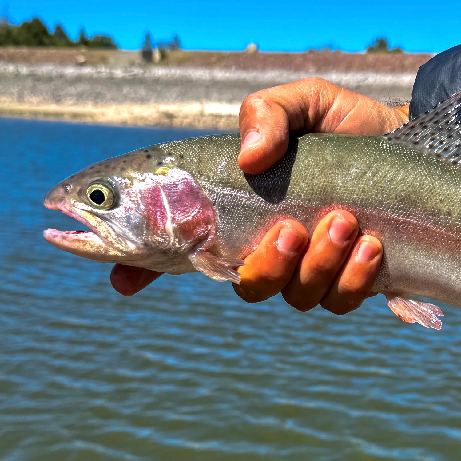 Rainbow trout caught on Fishbrain