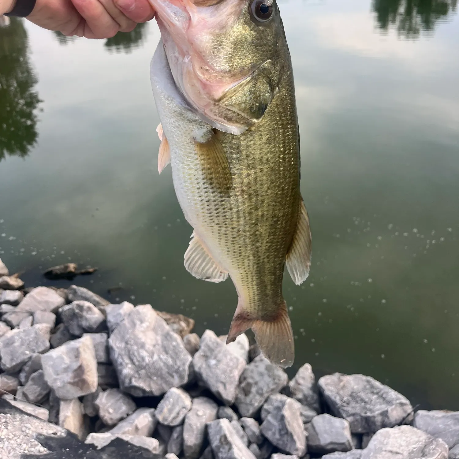 Largemouth bass caught on Fishbrain