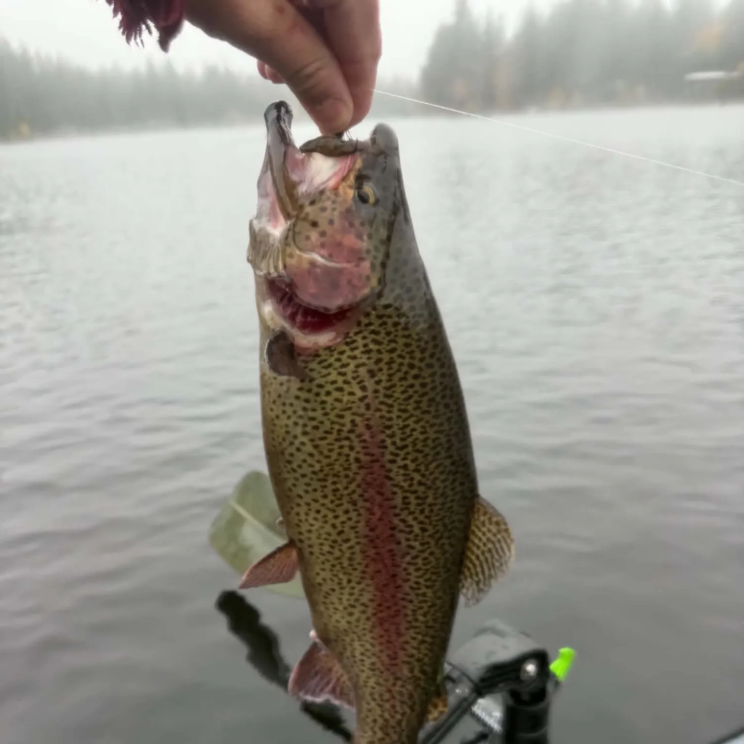 Rainbow trout caught on Fishbrain