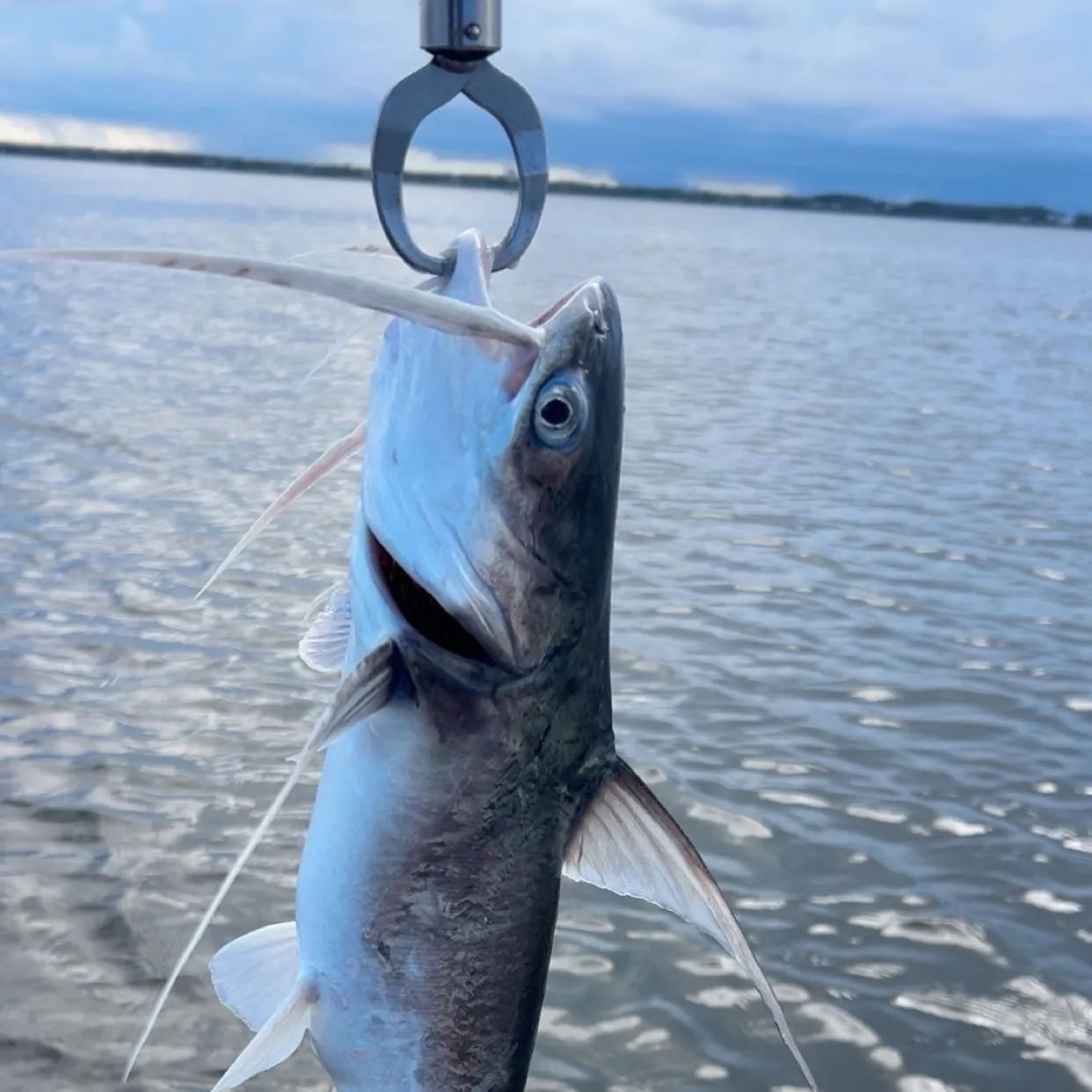 Gafftopsail sea catfish caught on Fishbrain