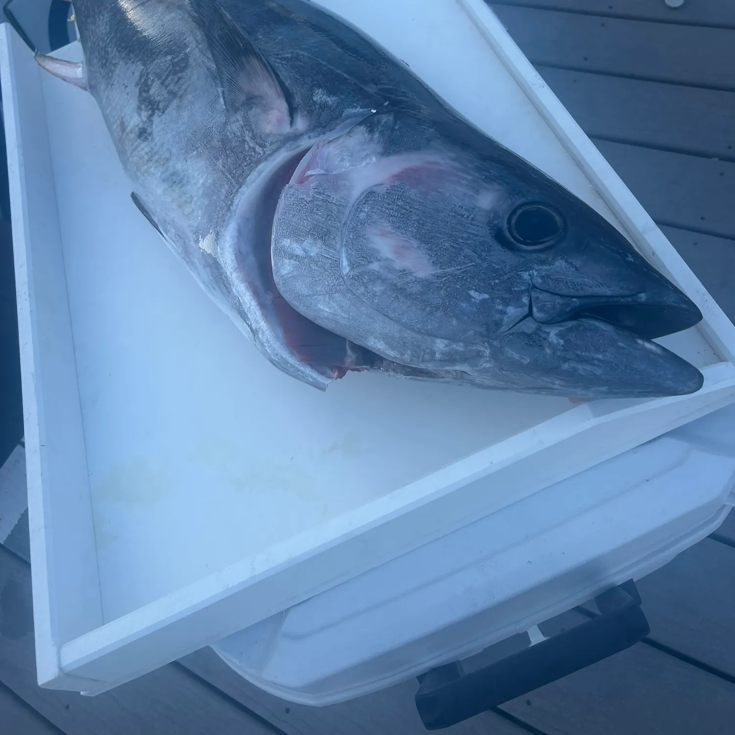 The most recent Atlantic bluefin tuna catches on Fishbrain