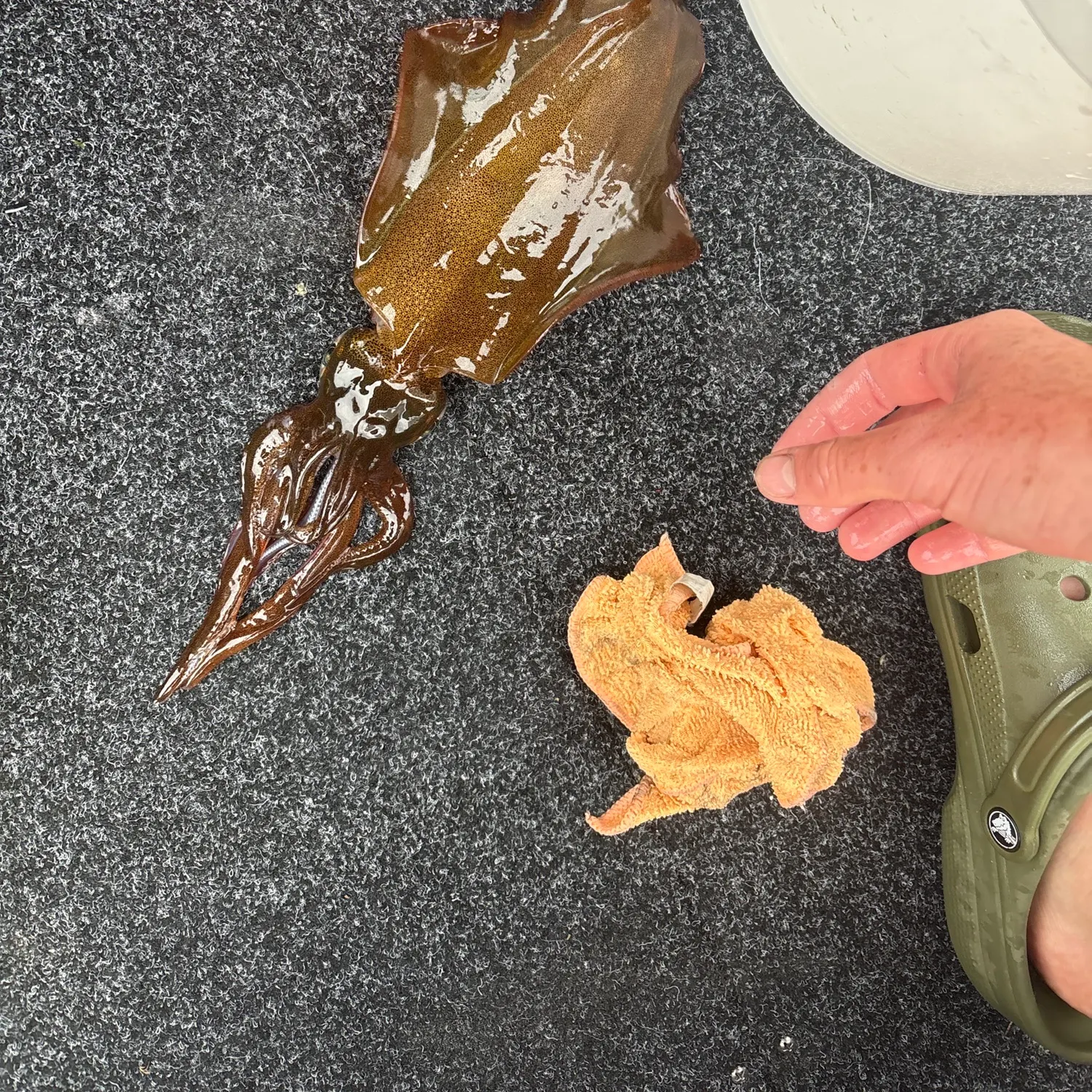 Southern calamari caught on Fishbrain