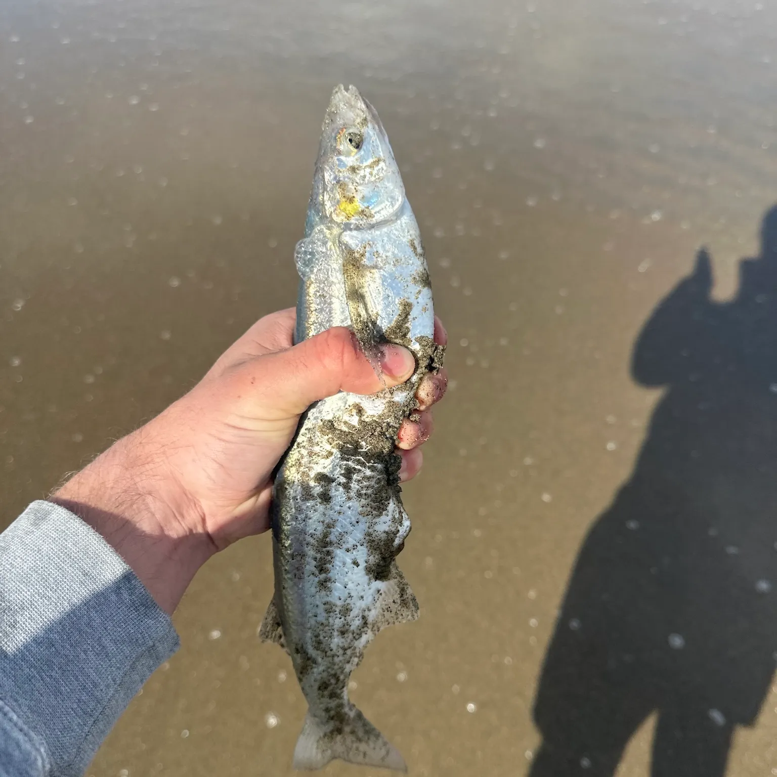 The most recent Jack silverside catches on Fishbrain