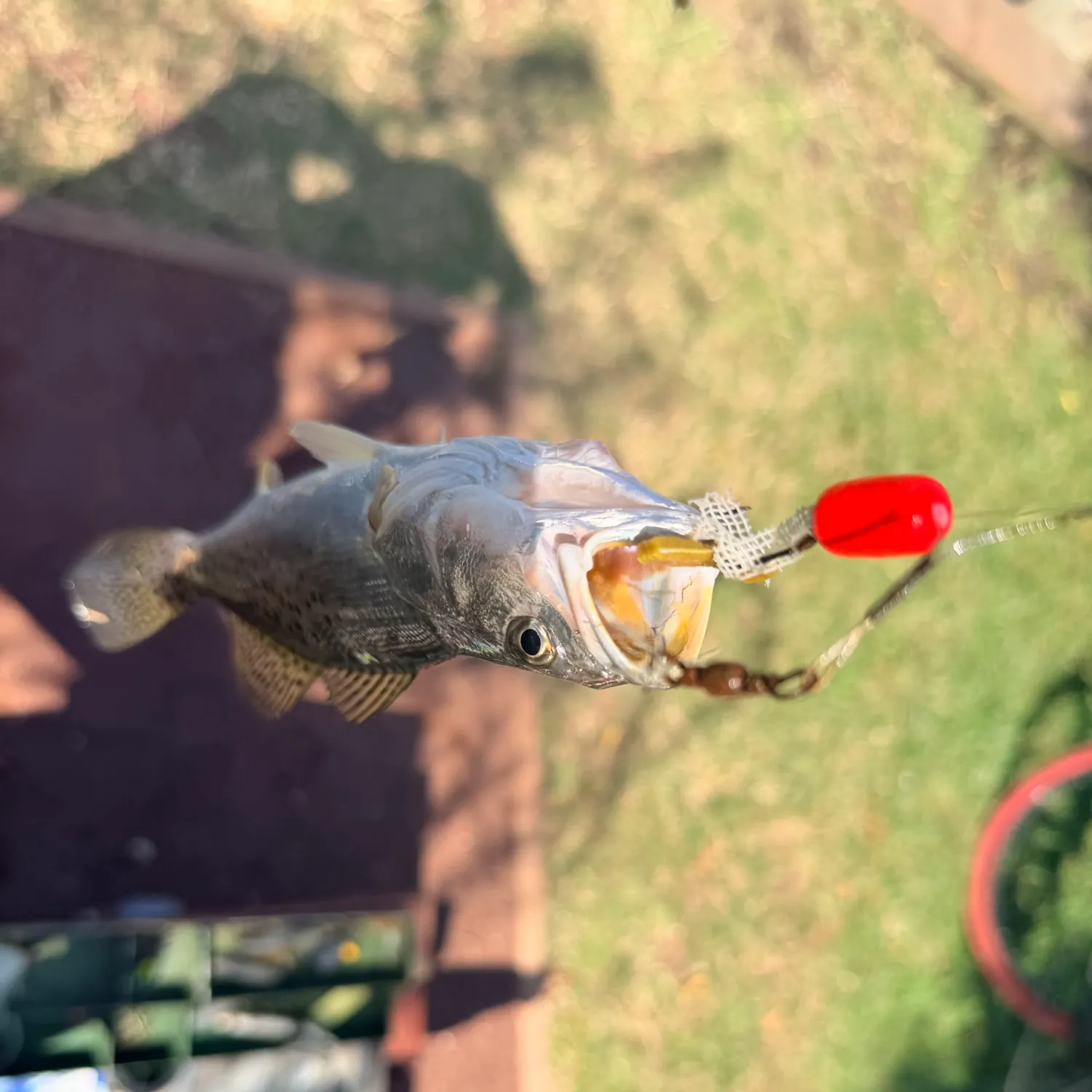 Spotted seatrout caught on Fishbrain