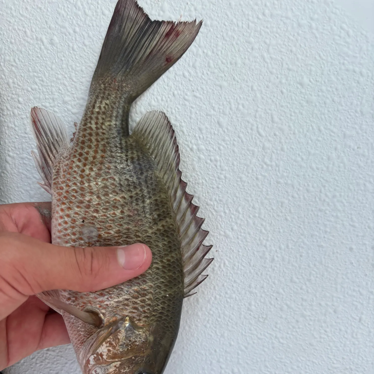 Mangrove snapper caught on Fishbrain