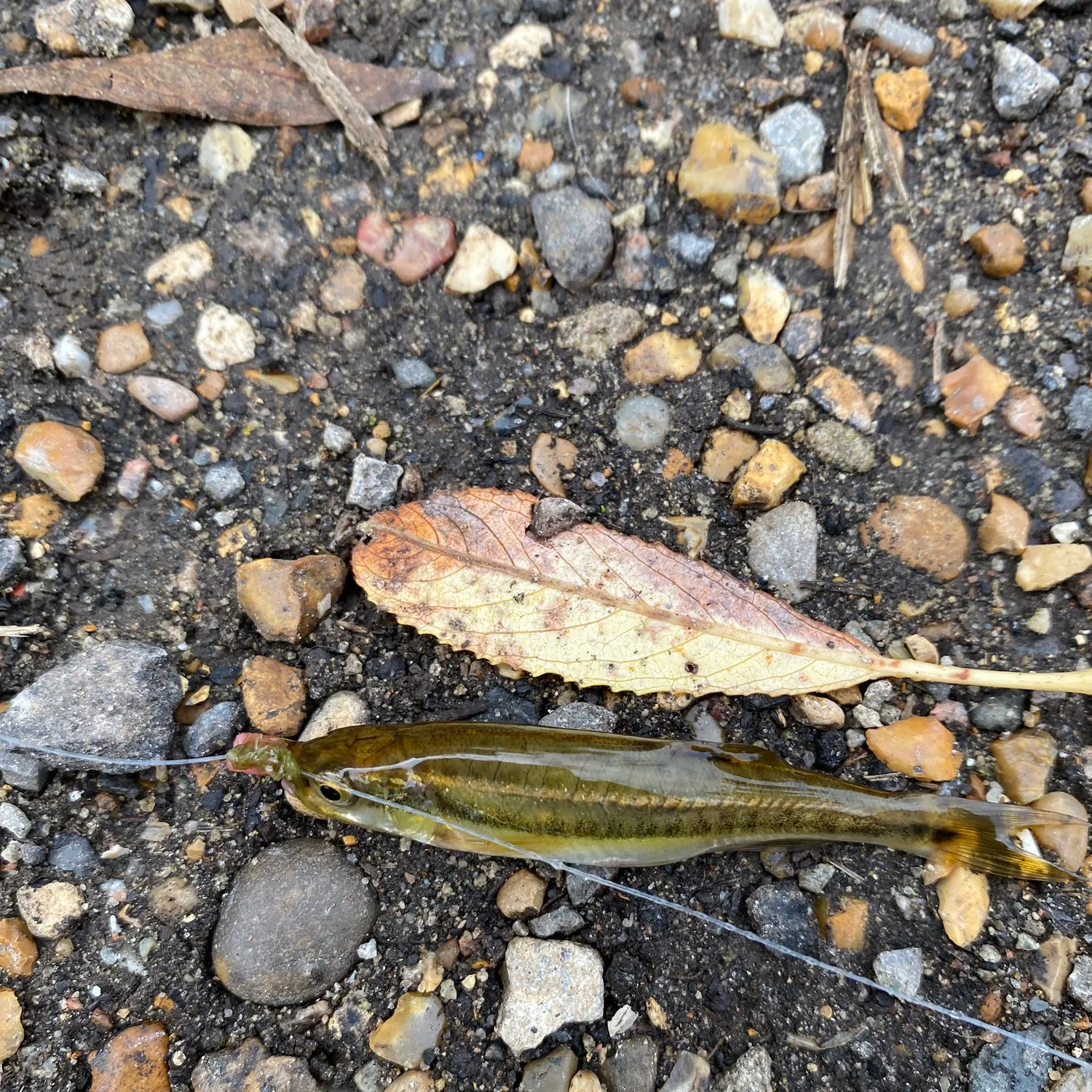 The most recent Eurasian minnow catches on Fishbrain