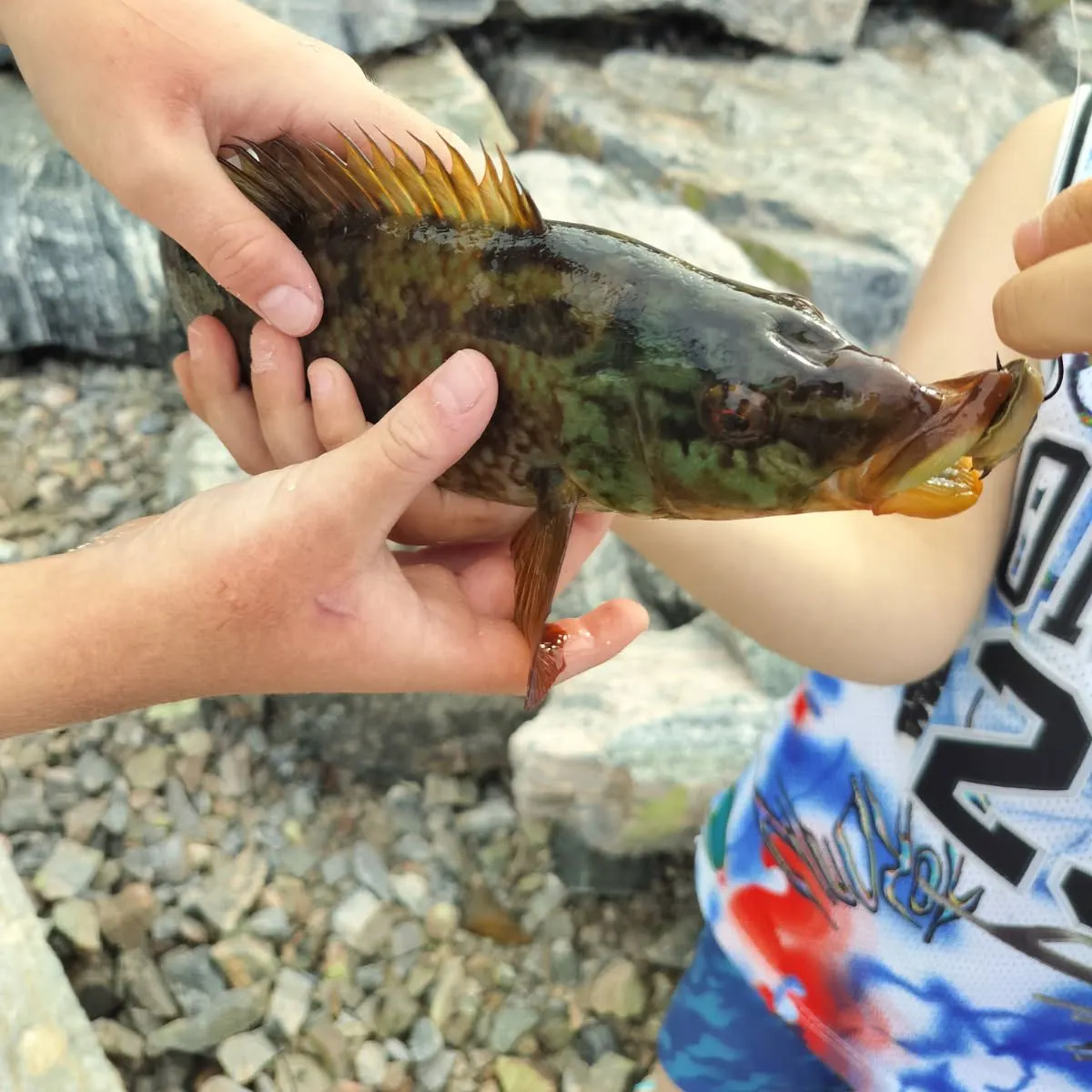 The most recent Ballan wrasse catches on Fishbrain