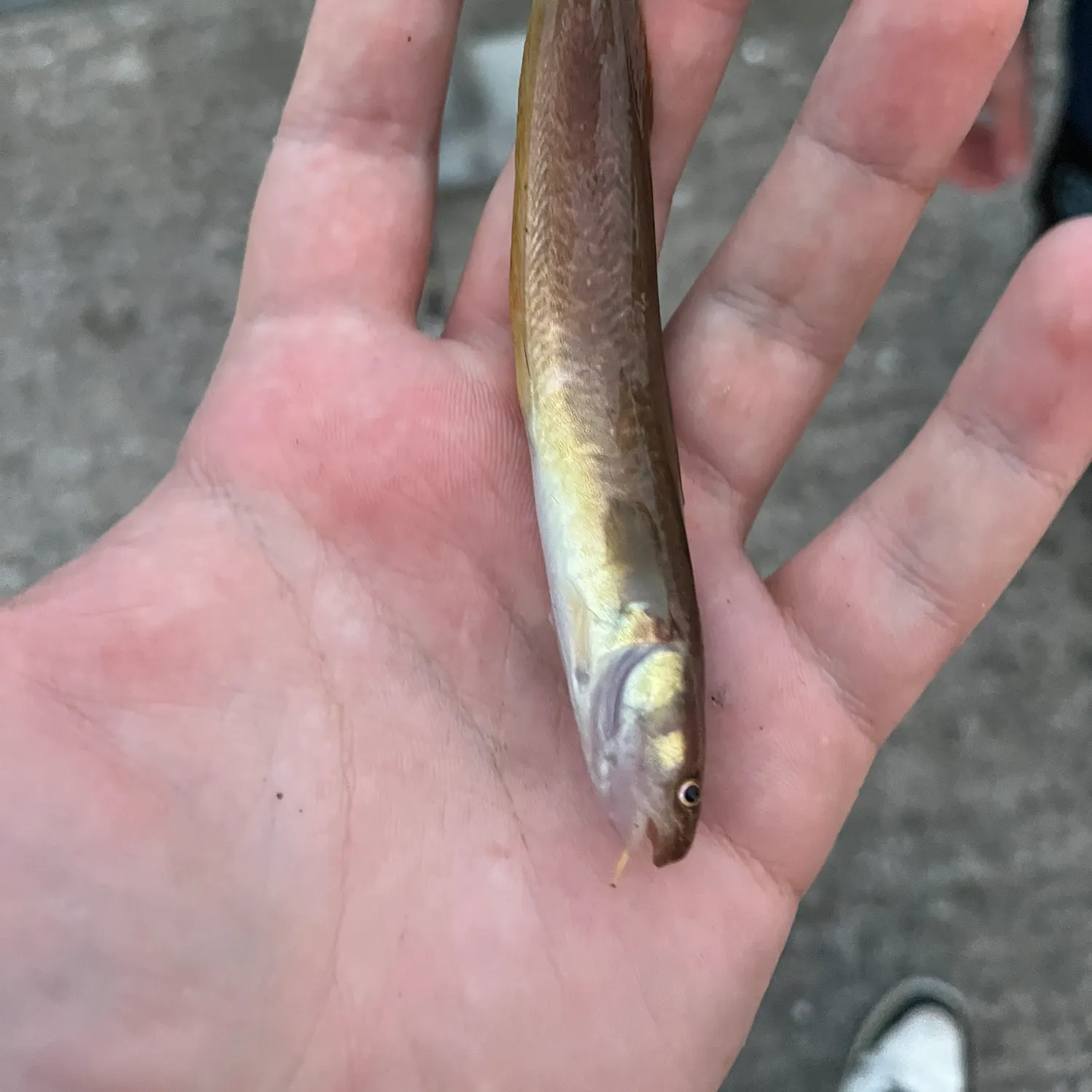 The most recent Three-bearded rockling catches on Fishbrain