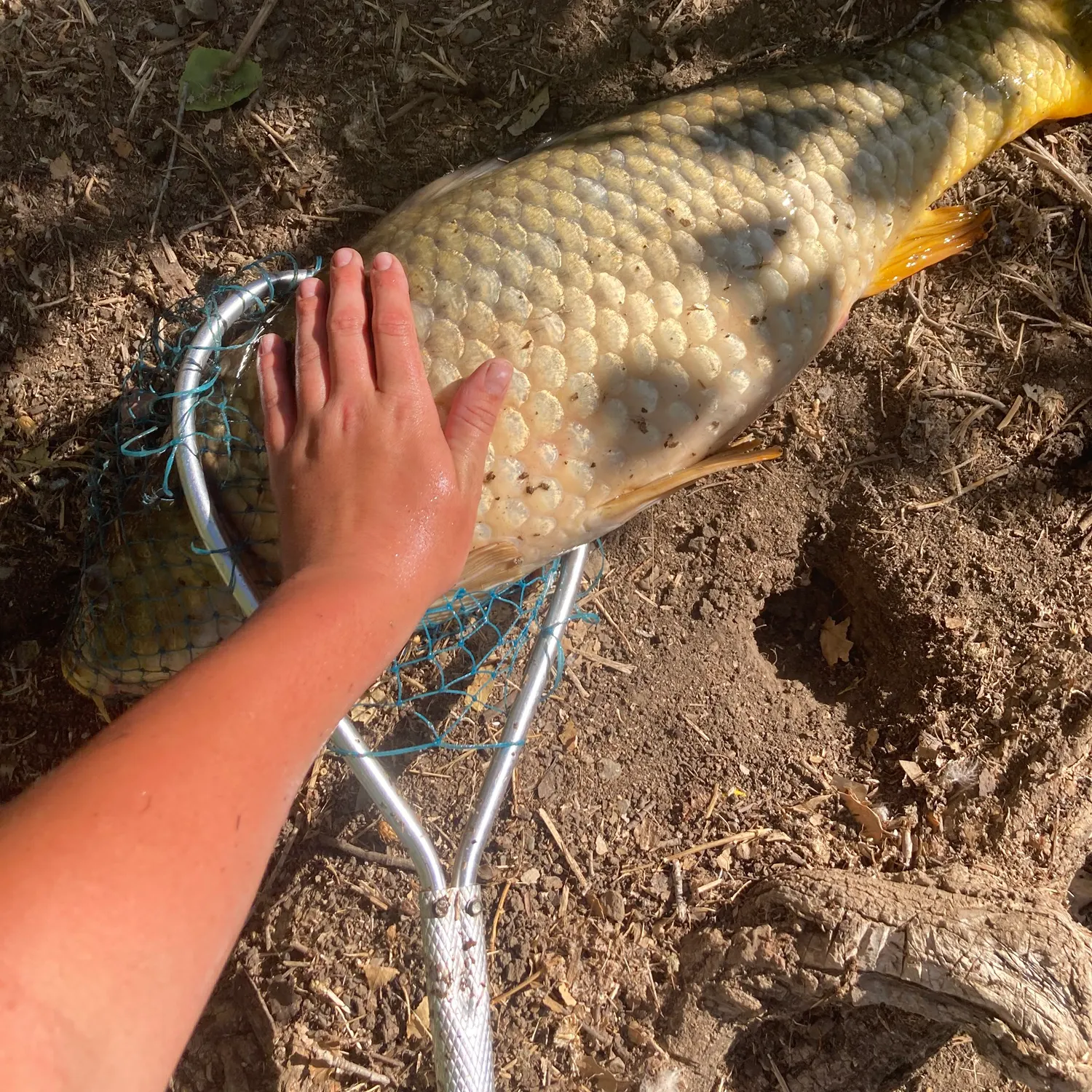 Common carp caught on Fishbrain