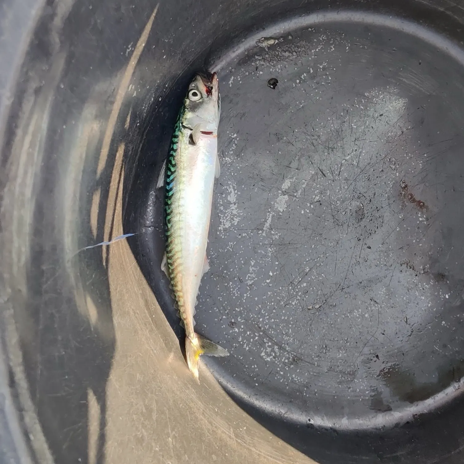 Atlantic mackerel caught on Fishbrain