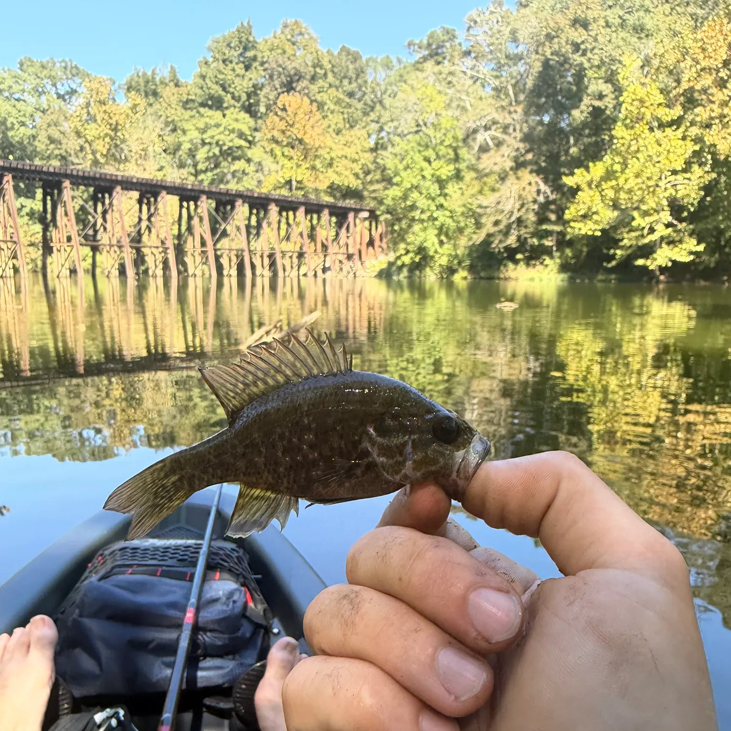 Warmouth caught on Fishbrain