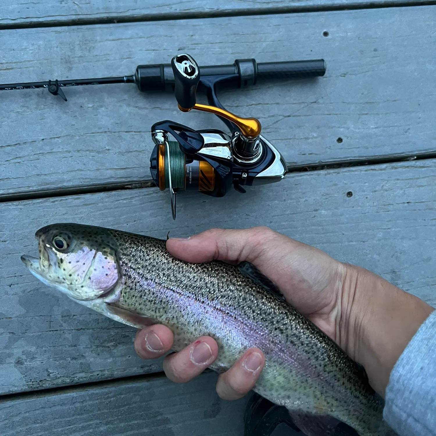 recently logged catches