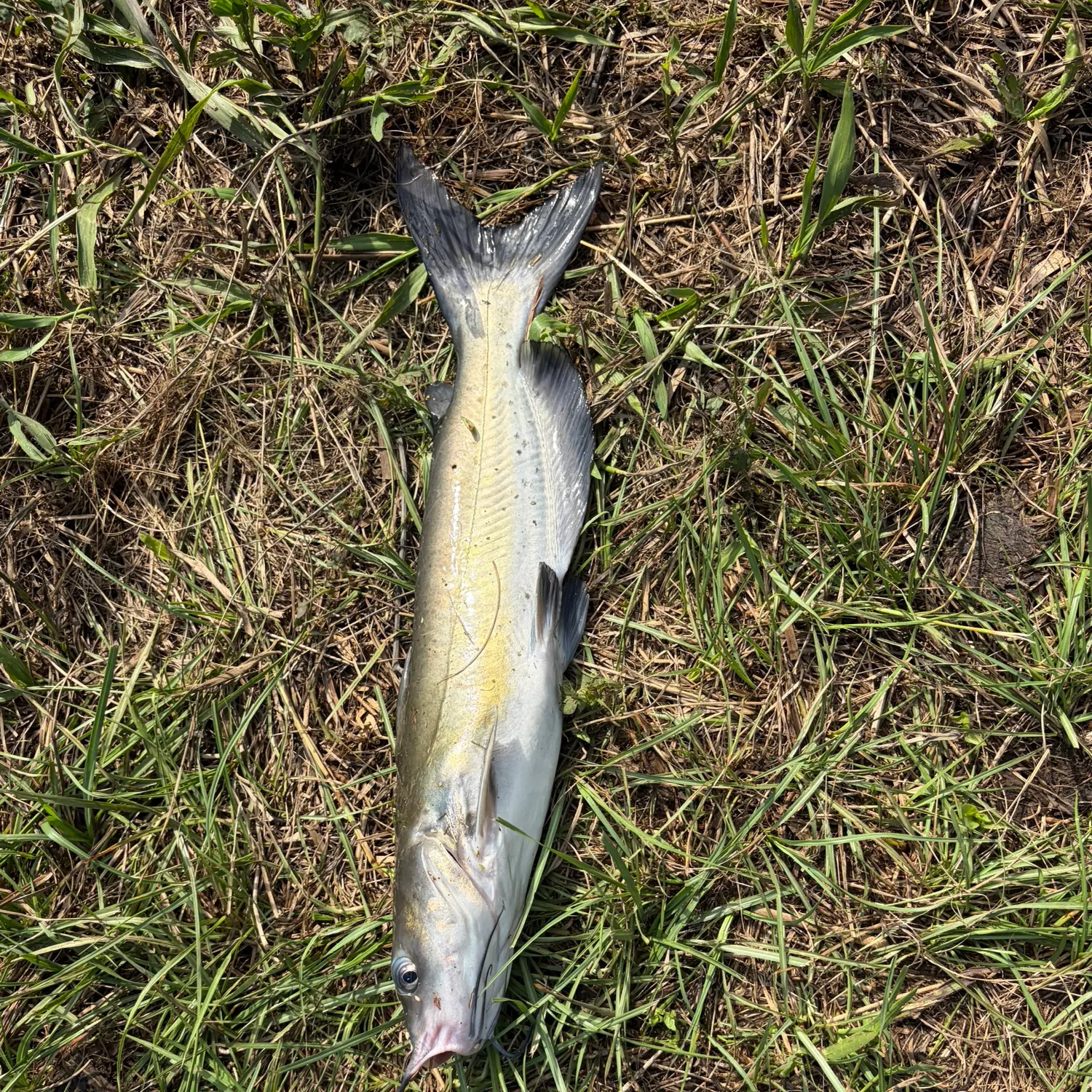 Channel catfish caught on Fishbrain