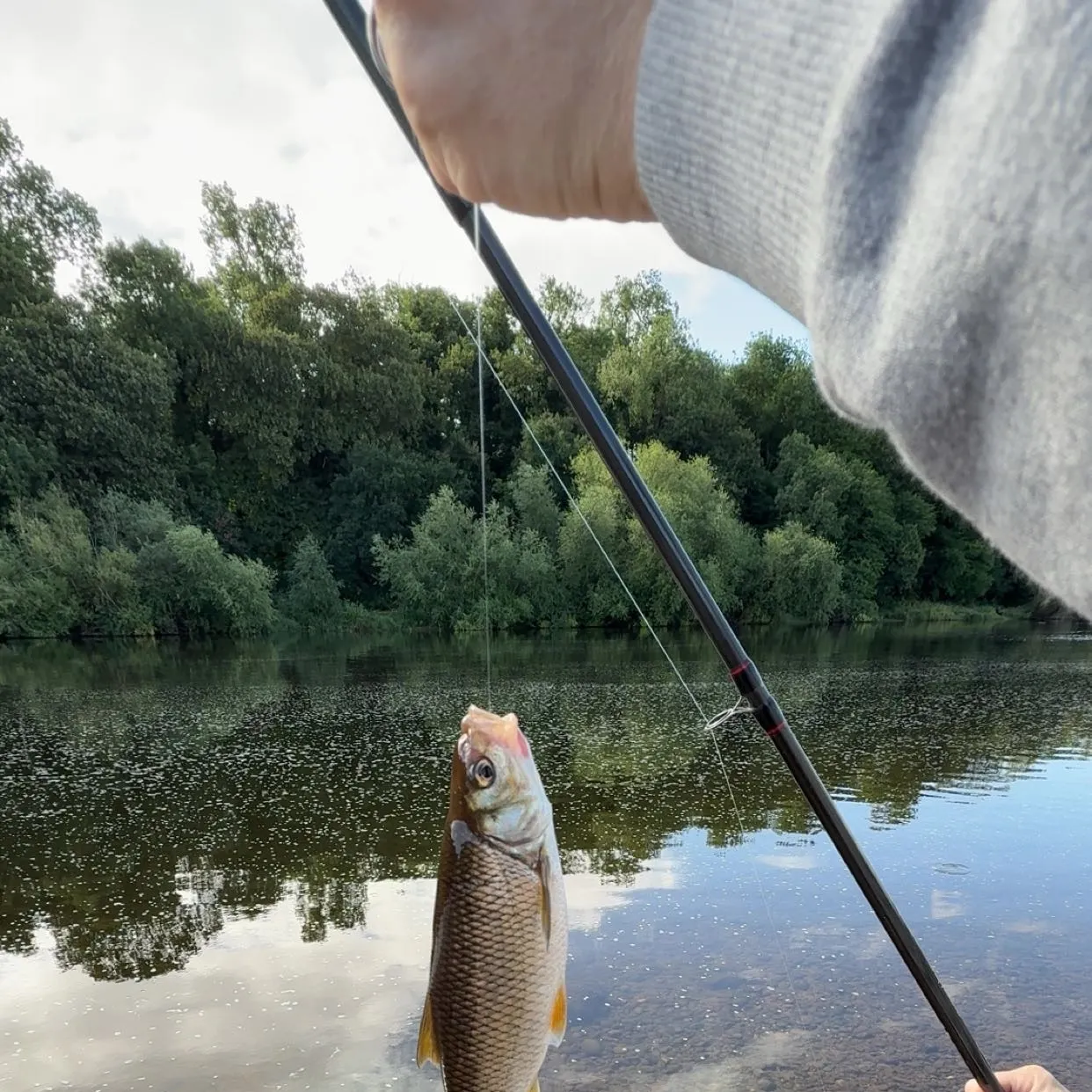 The most recent European chub catches on Fishbrain
