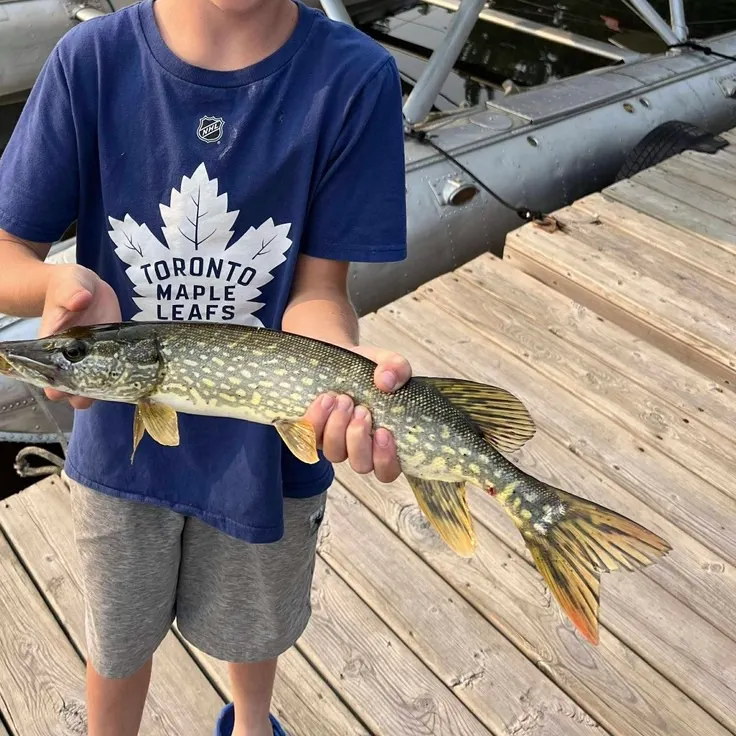 Northern pike caught on Fishbrain