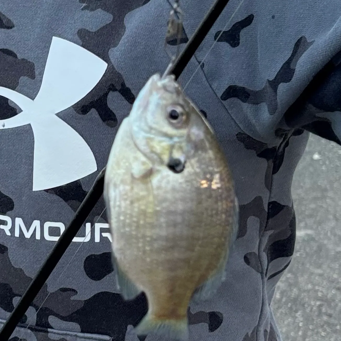Bluegill caught on Fishbrain