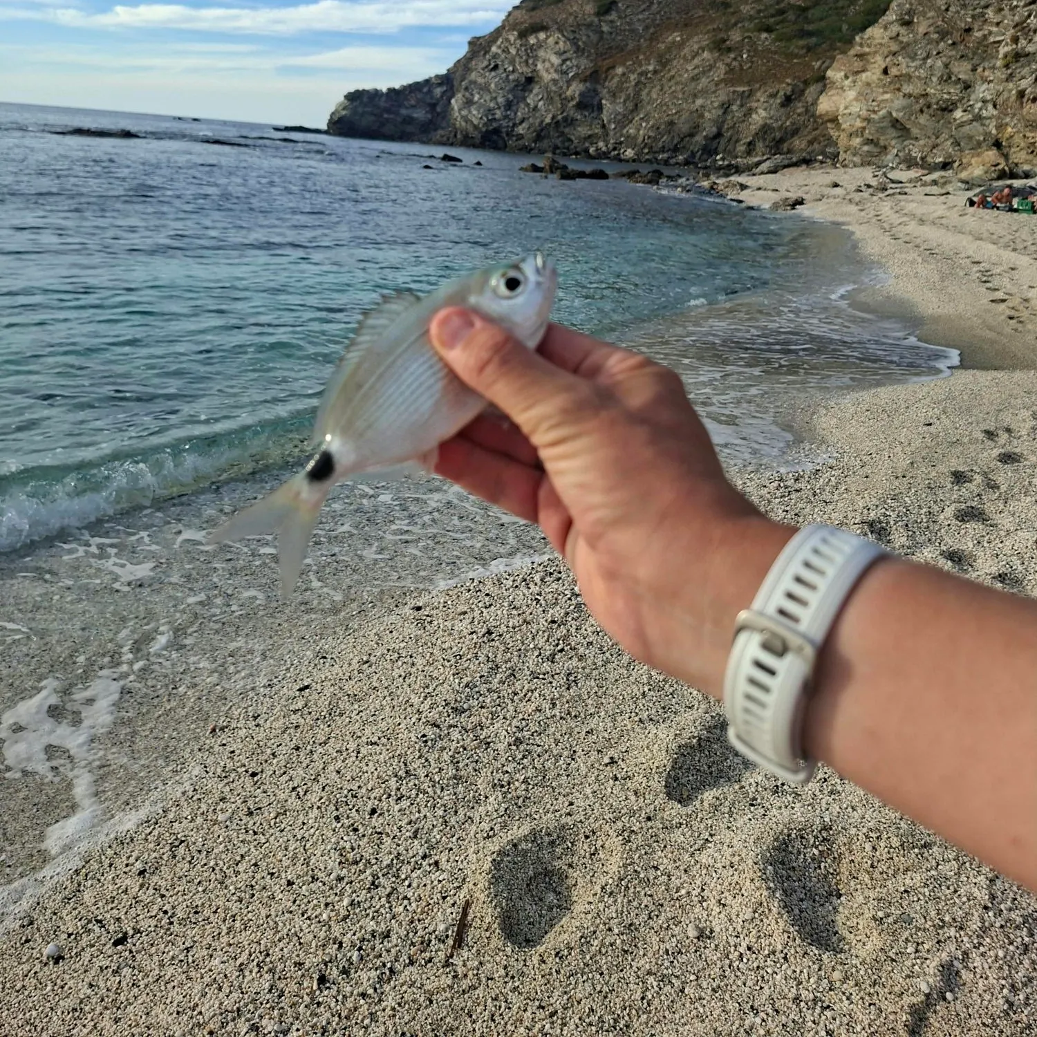 The most recent White seabream catches on Fishbrain