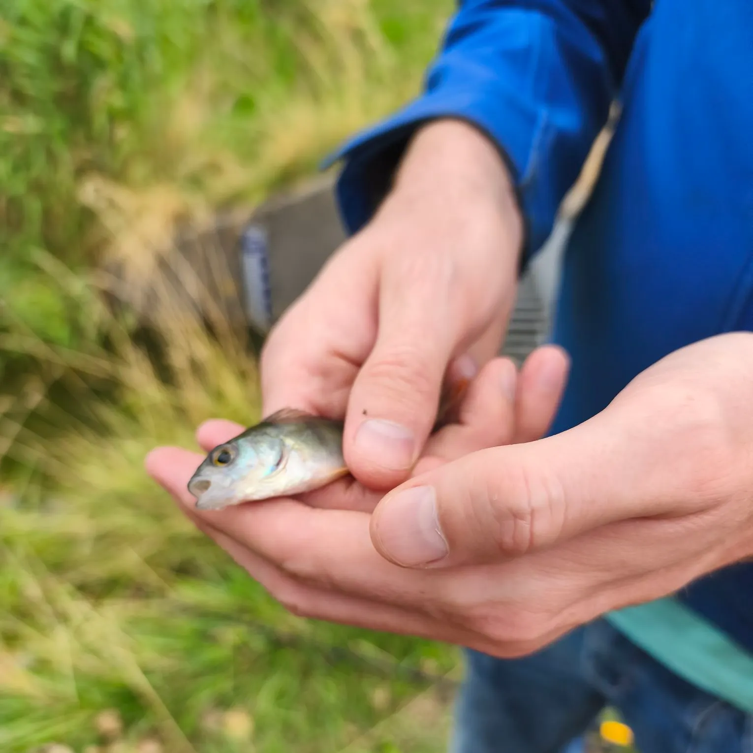 European perch caught on Fishbrain