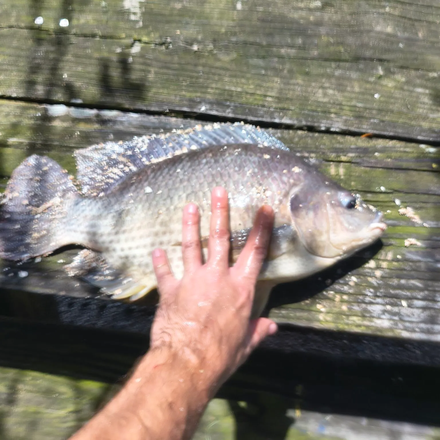 Nile tilapia caught on Fishbrain