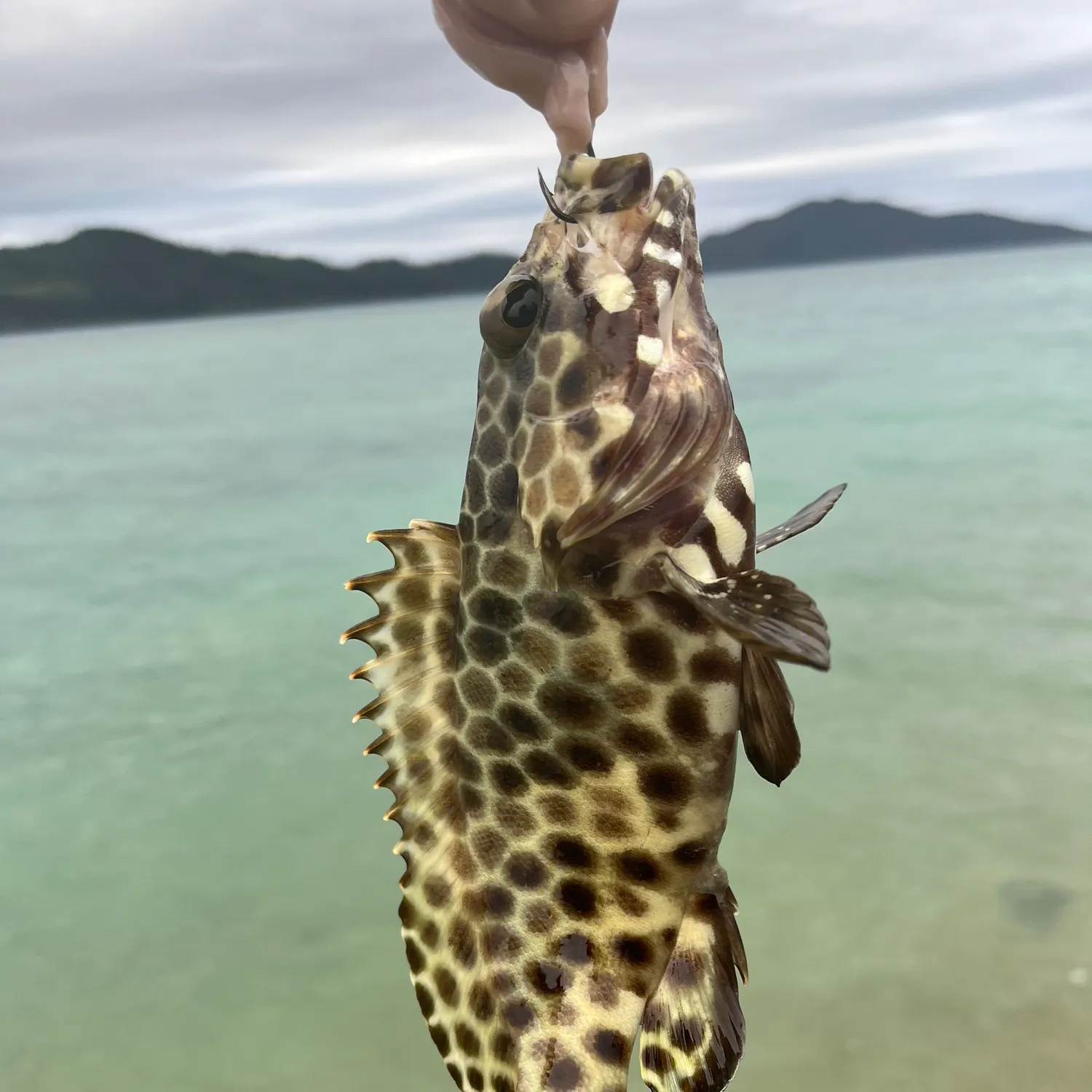 The most recent Honeycomb grouper catches on Fishbrain