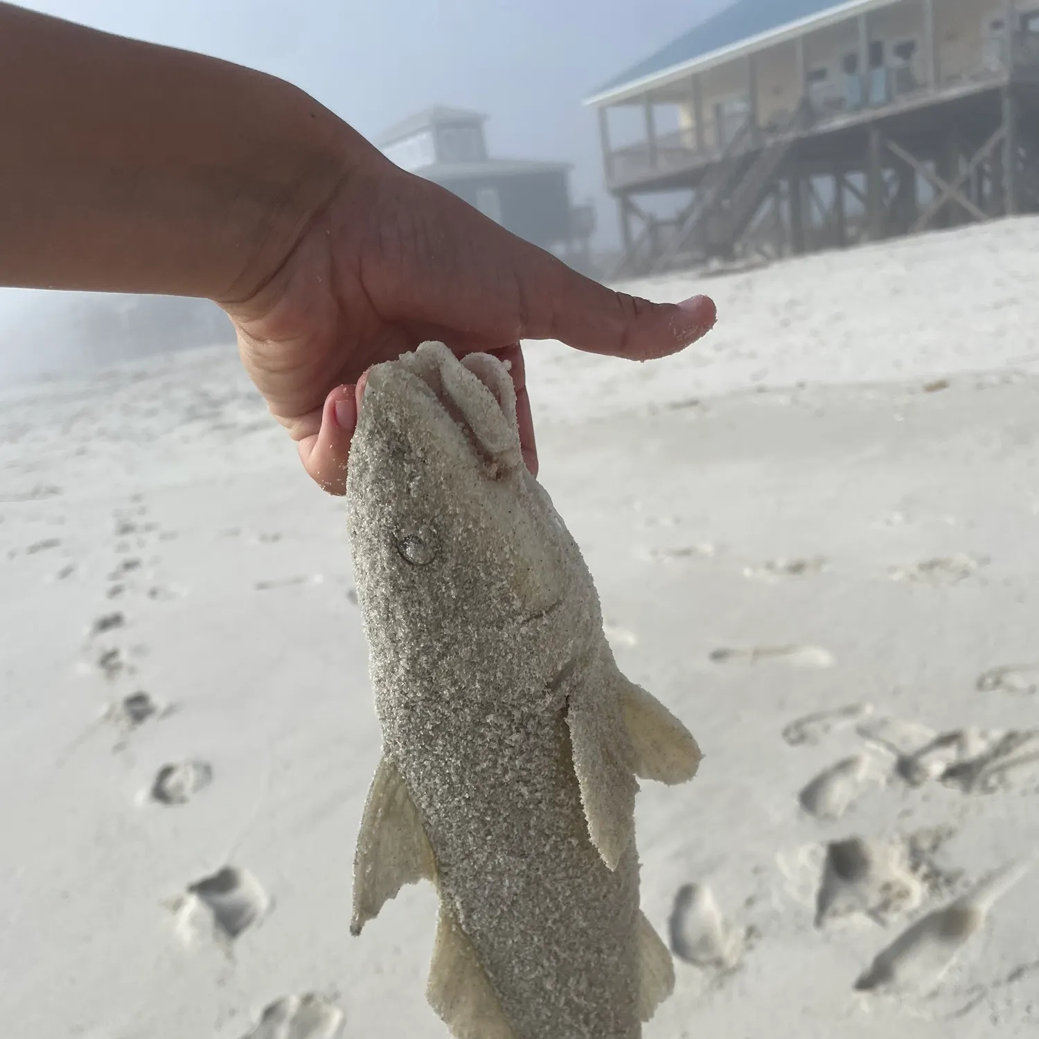 The most recent Gulf kingcroaker catches on Fishbrain