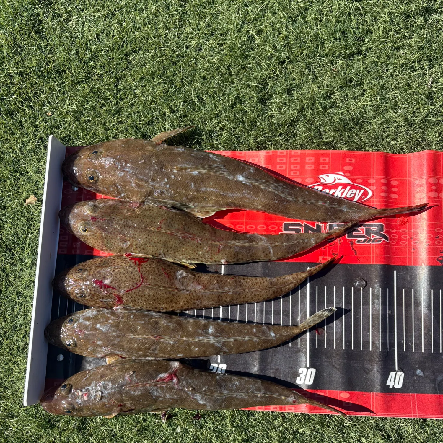 recently logged catches