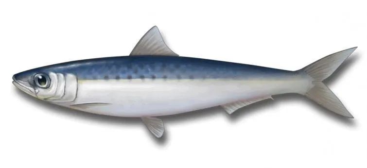 Baitfish