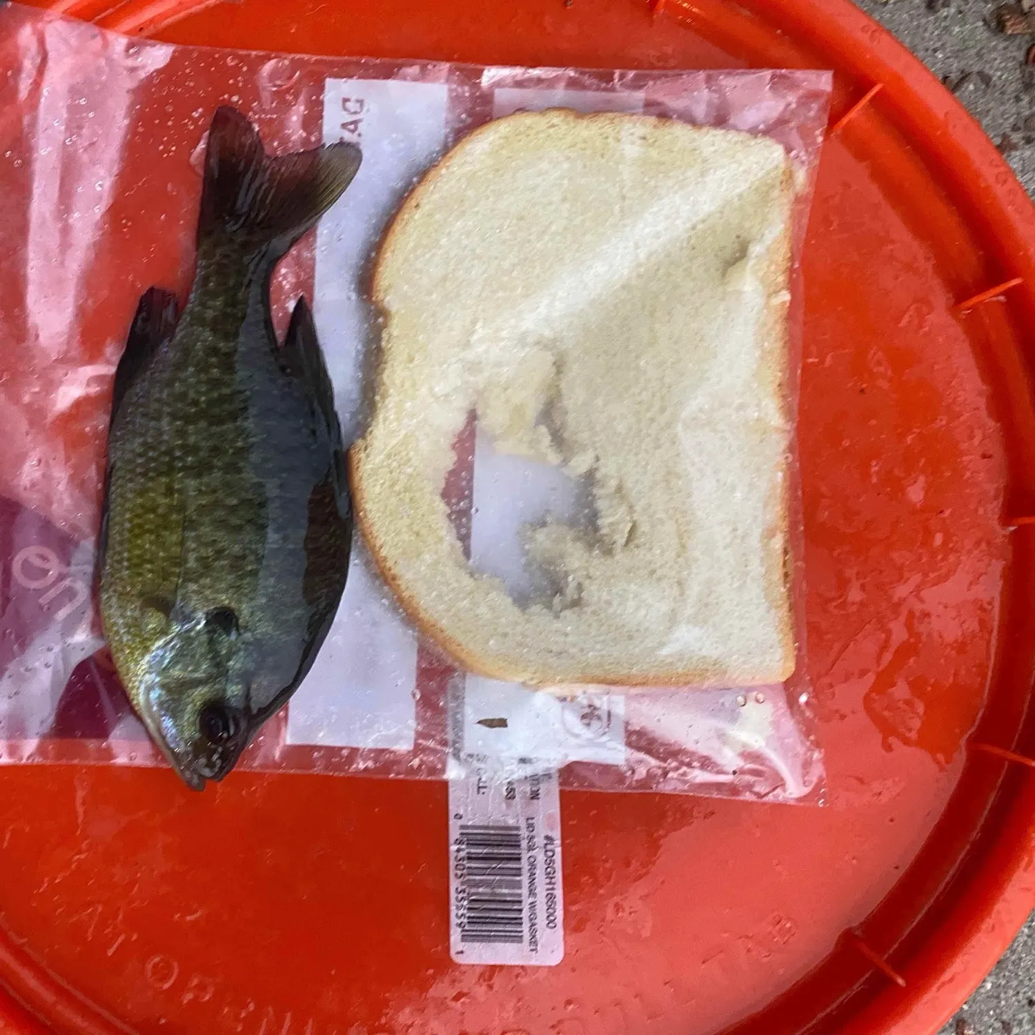 Bluegill caught on Fishbrain