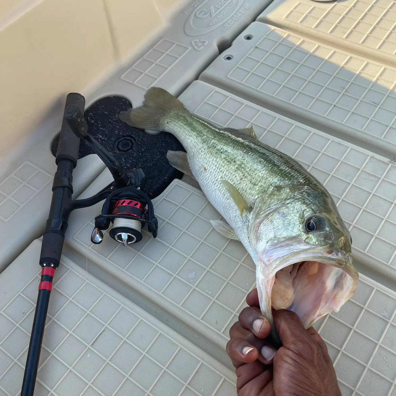 Largemouth bass caught on Fishbrain