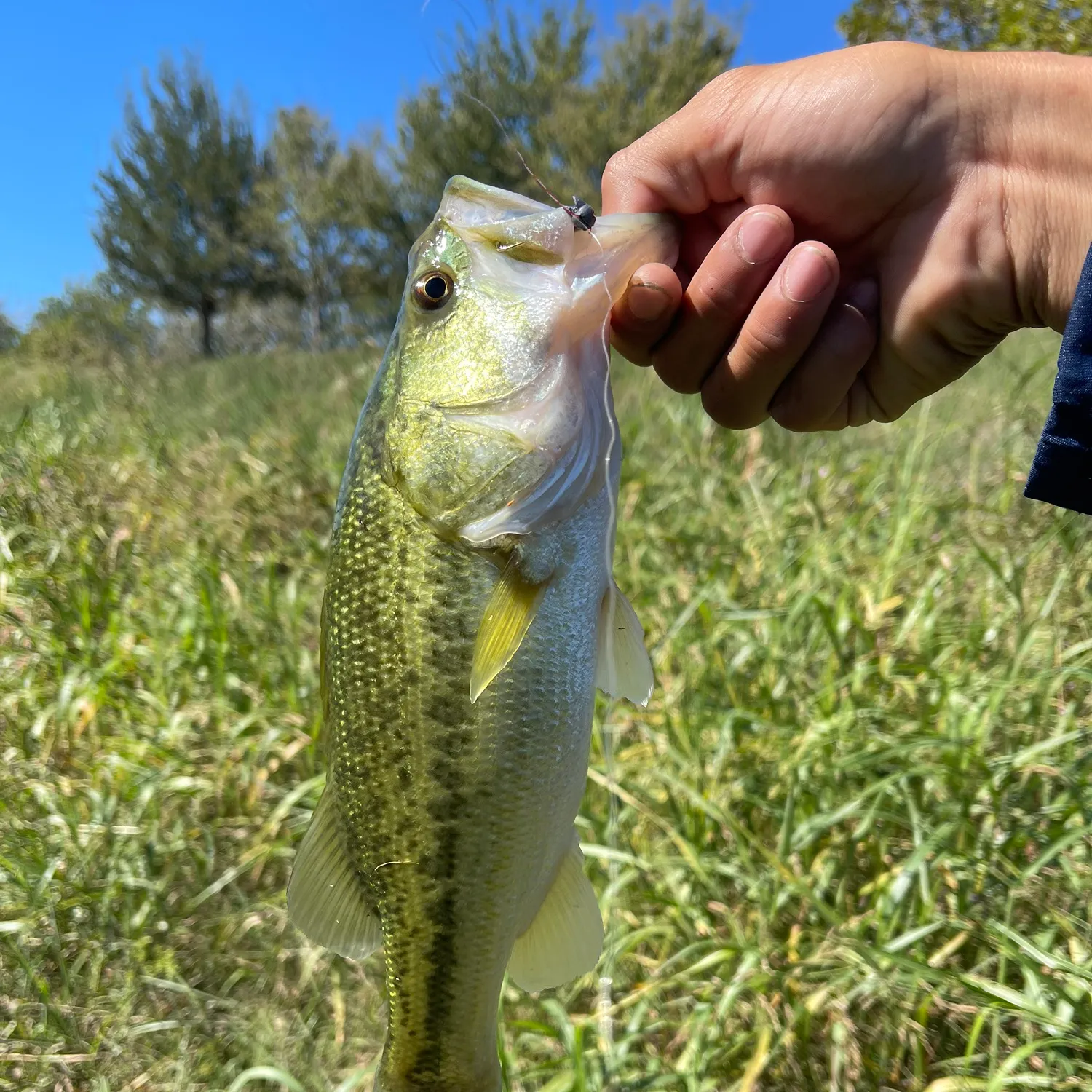 Spotted bass caught on Fishbrain