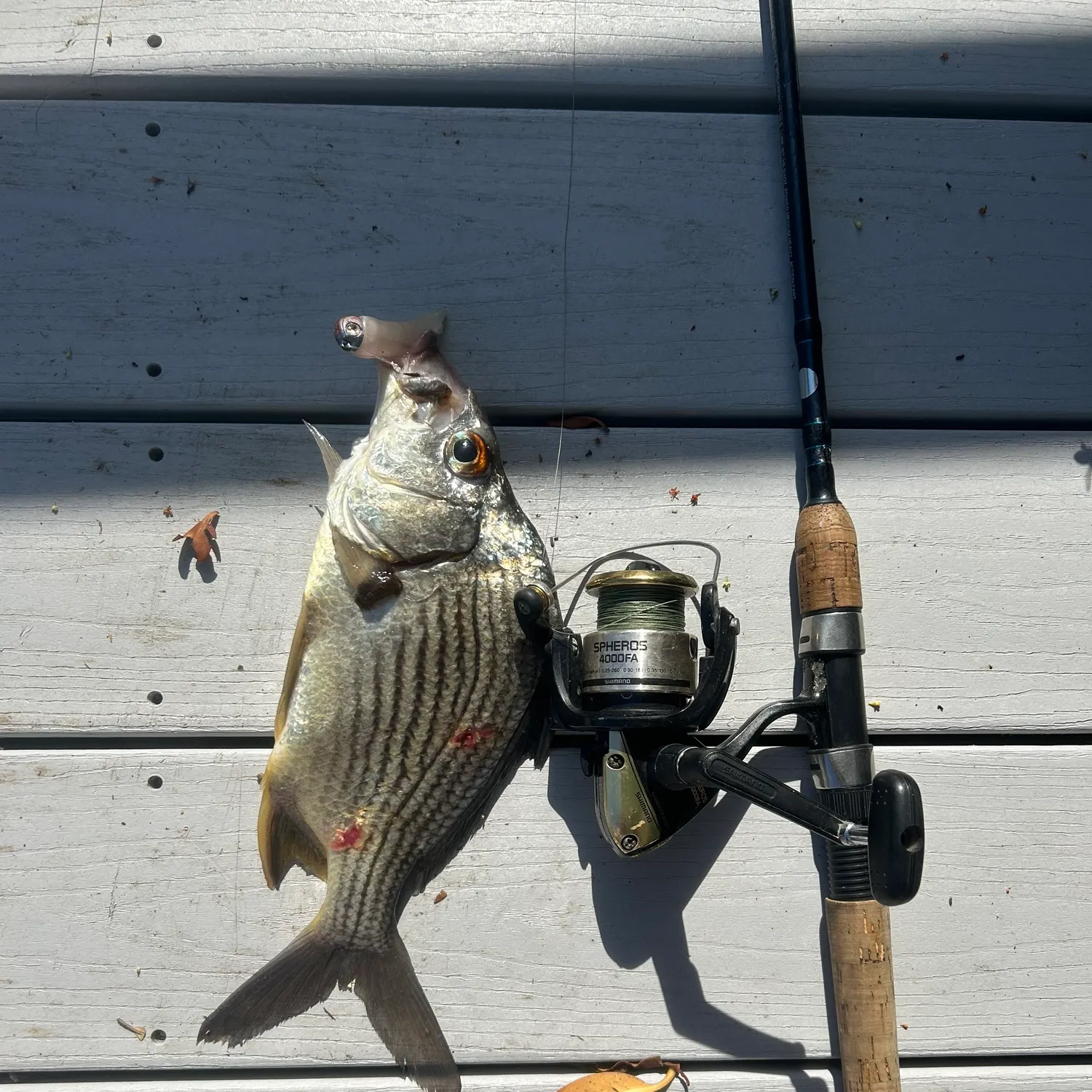 The most recent Deep-bodied mojarra catches on Fishbrain