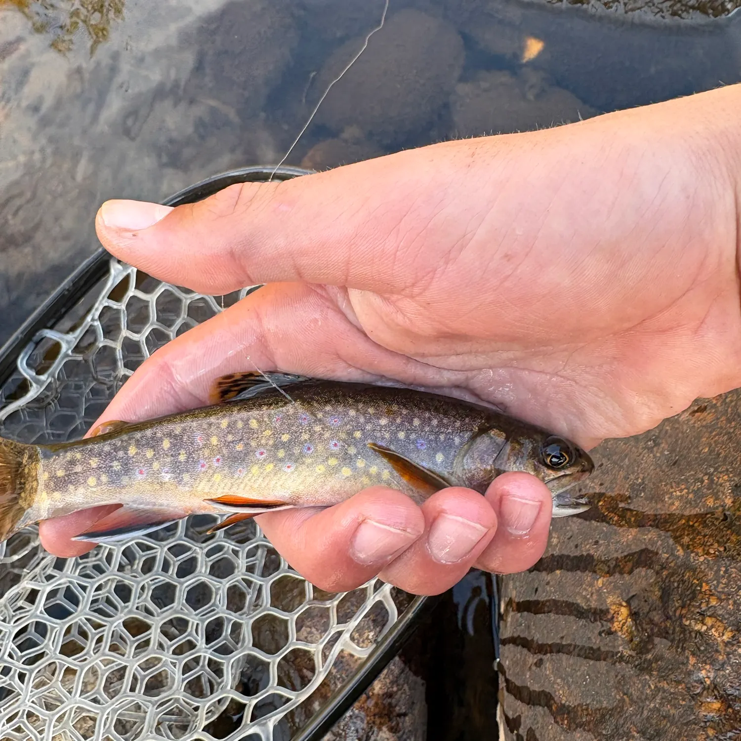 Brook trout caught on Fishbrain