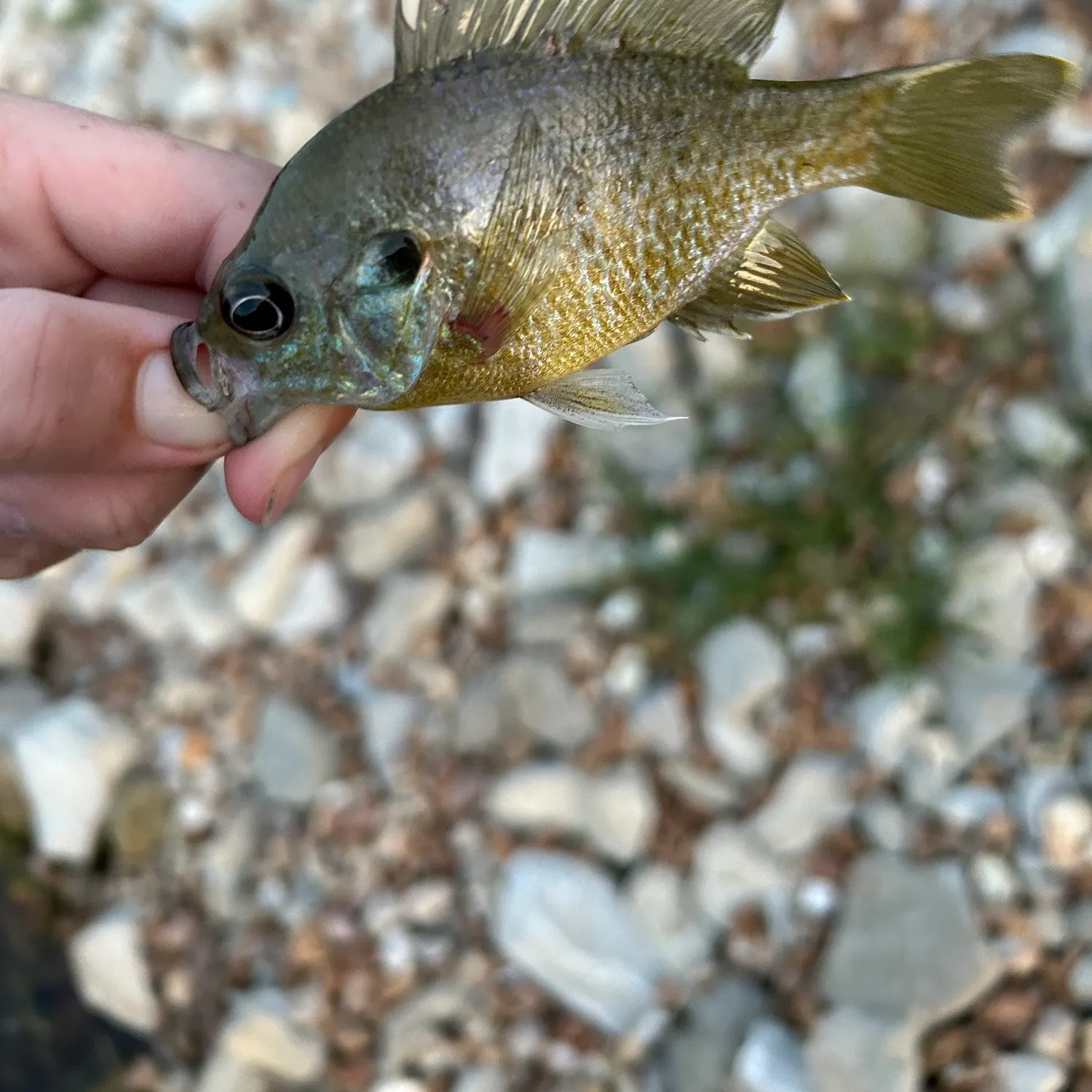 The most recent Bluegill x longear sunfish catches on Fishbrain