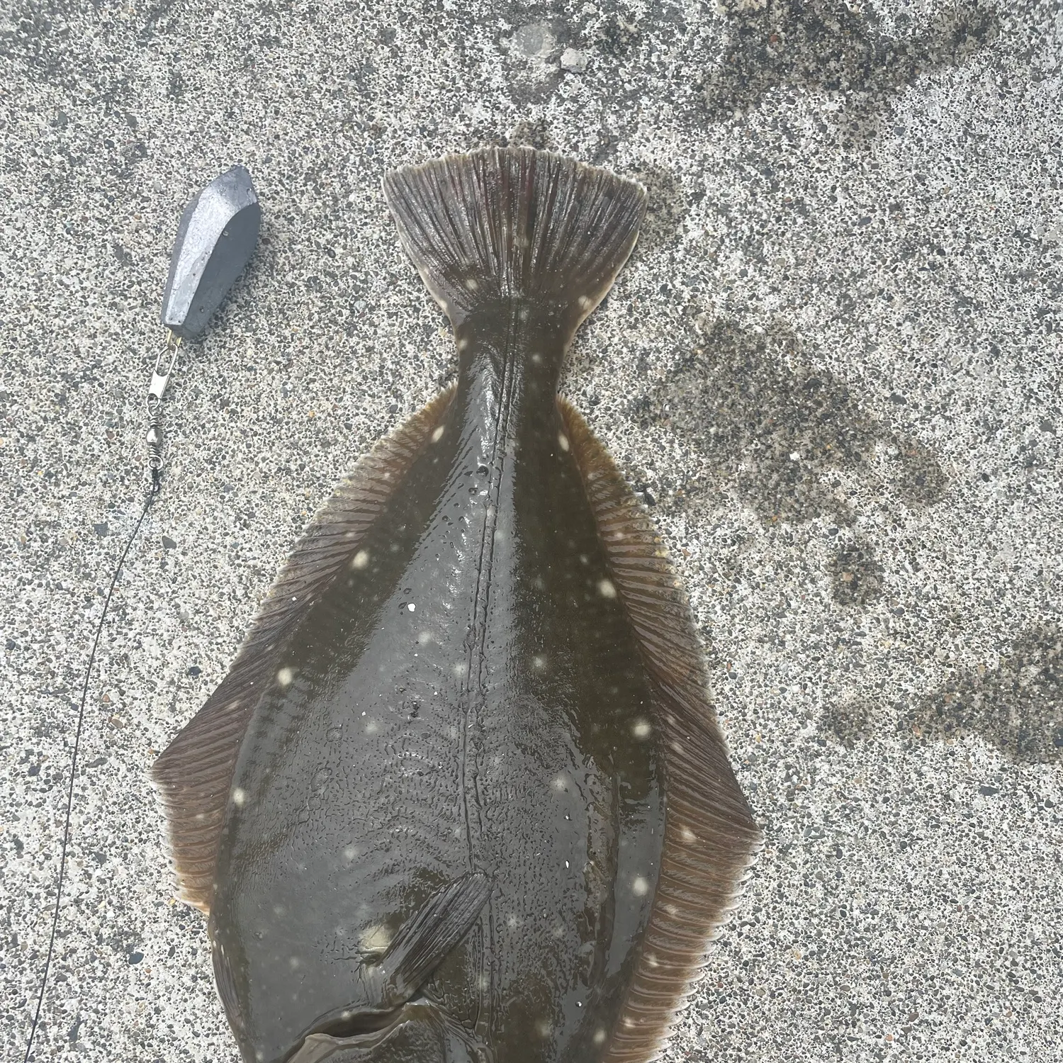 The most recent Stone Flounder catches on Fishbrain