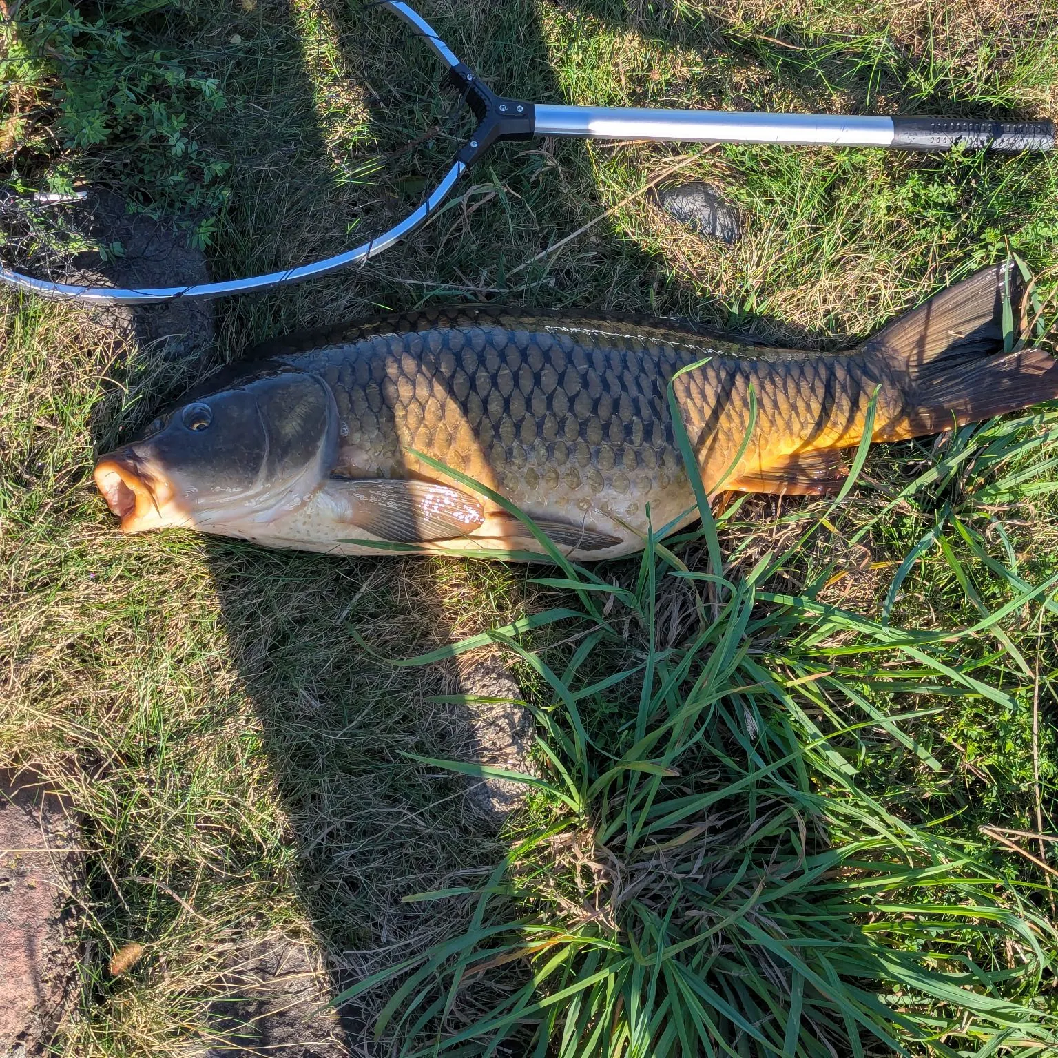 Common carp caught on Fishbrain