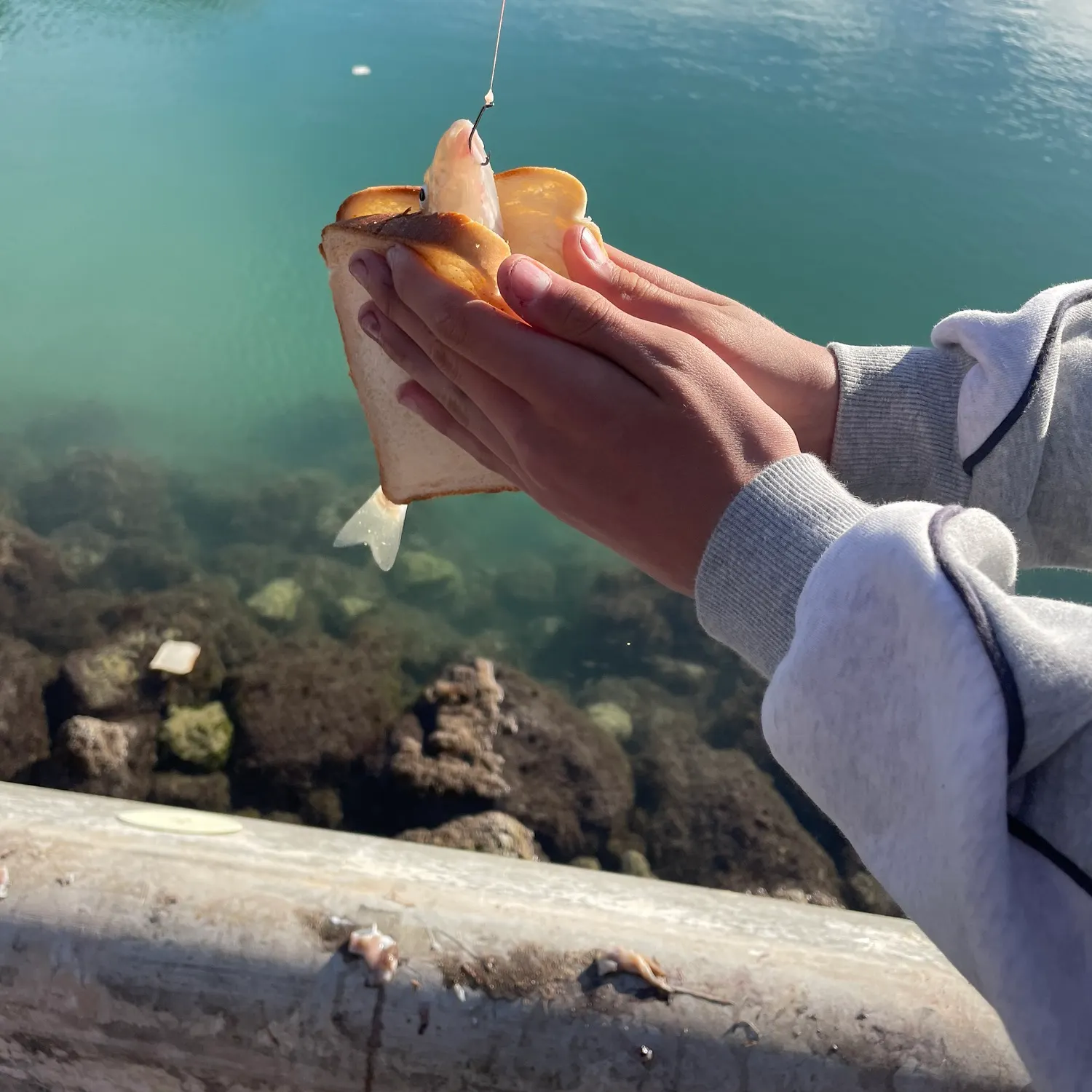 The most recent Western school sillago catches on Fishbrain