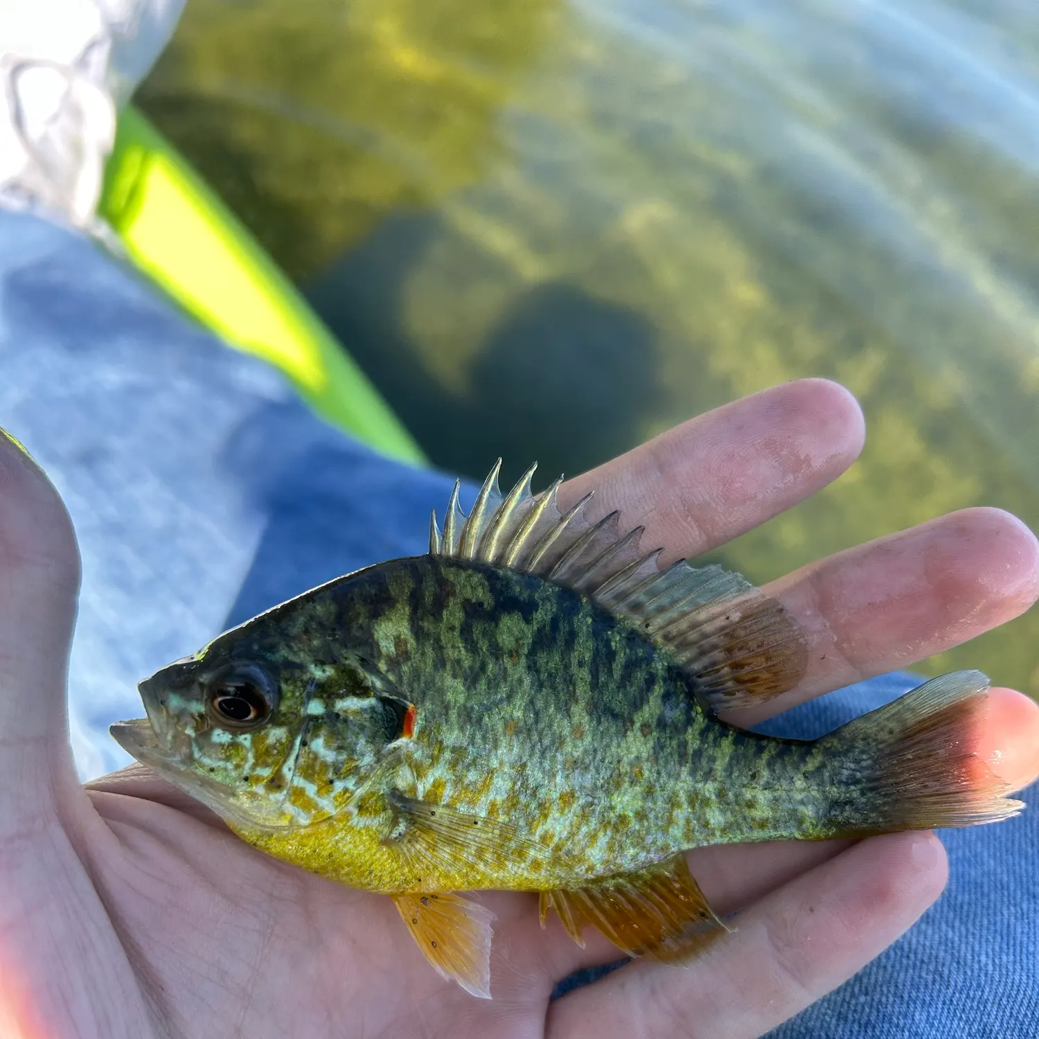 Pumpkinseed caught on Fishbrain
